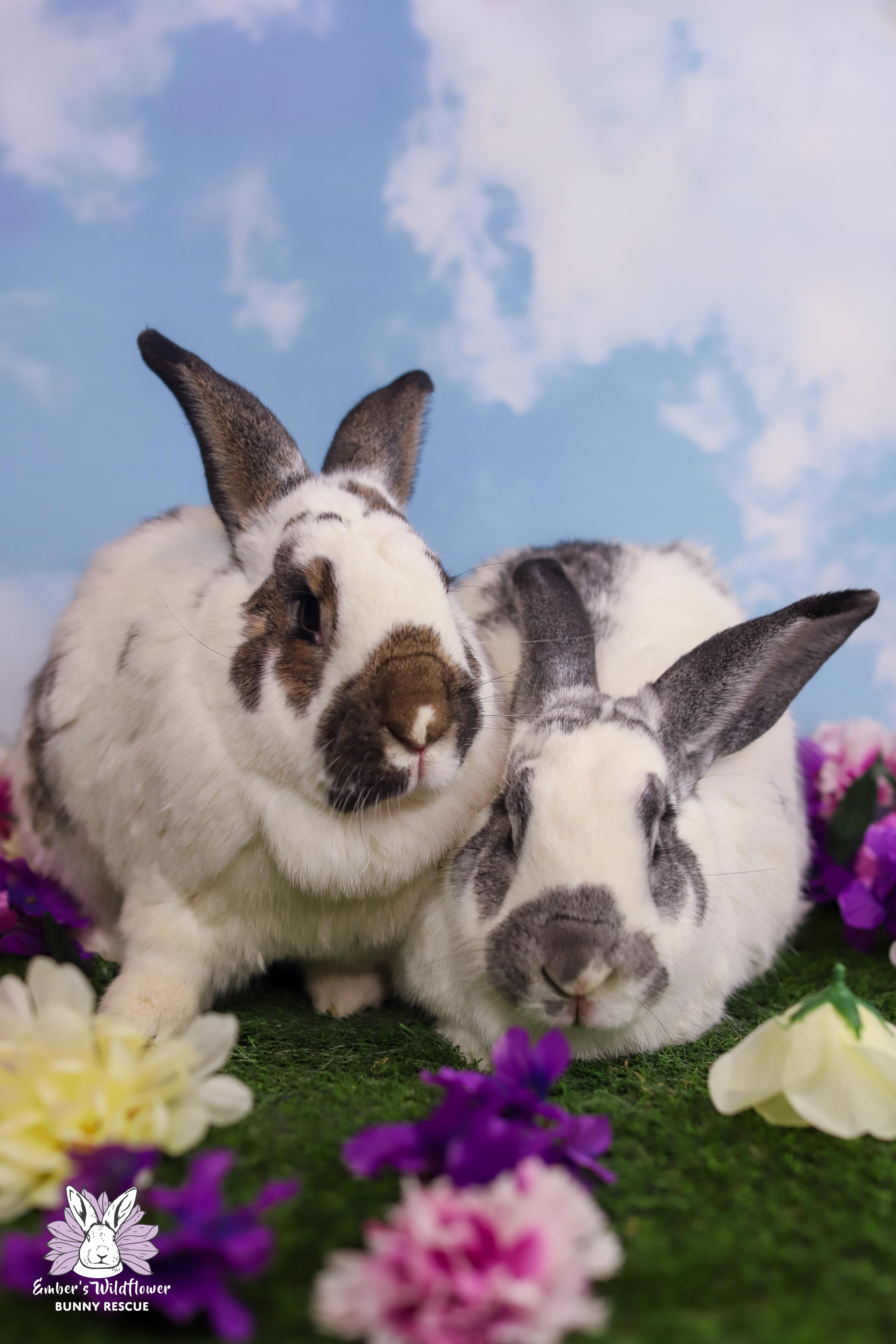 Farley & Larkspur, Adoptable, Adult Male Flemish Giant & Bunny Rabbit.