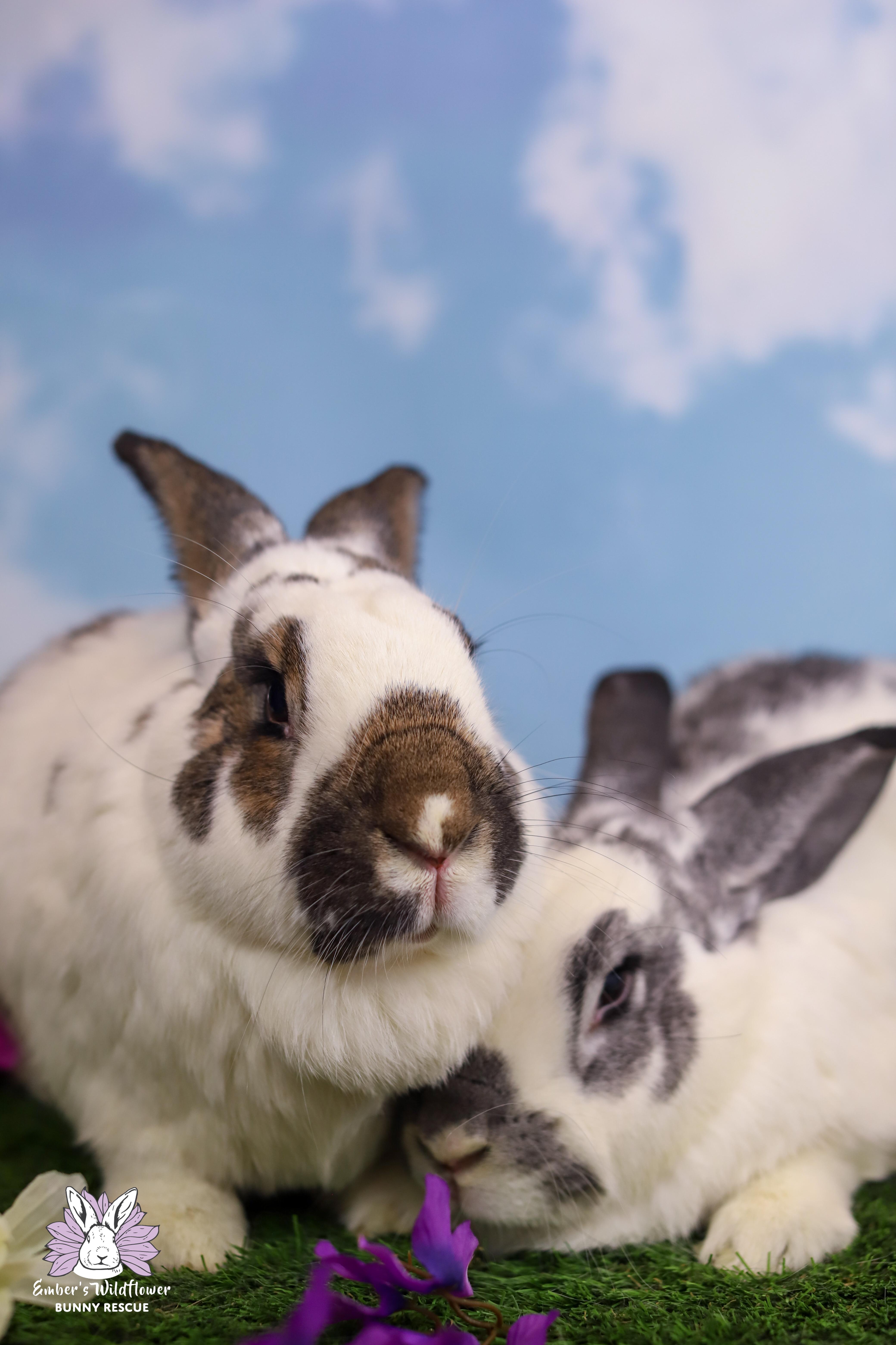 Enlarge Farley & Larkspur, a Adoptable mixed breed in Redmond, OR image 3/3