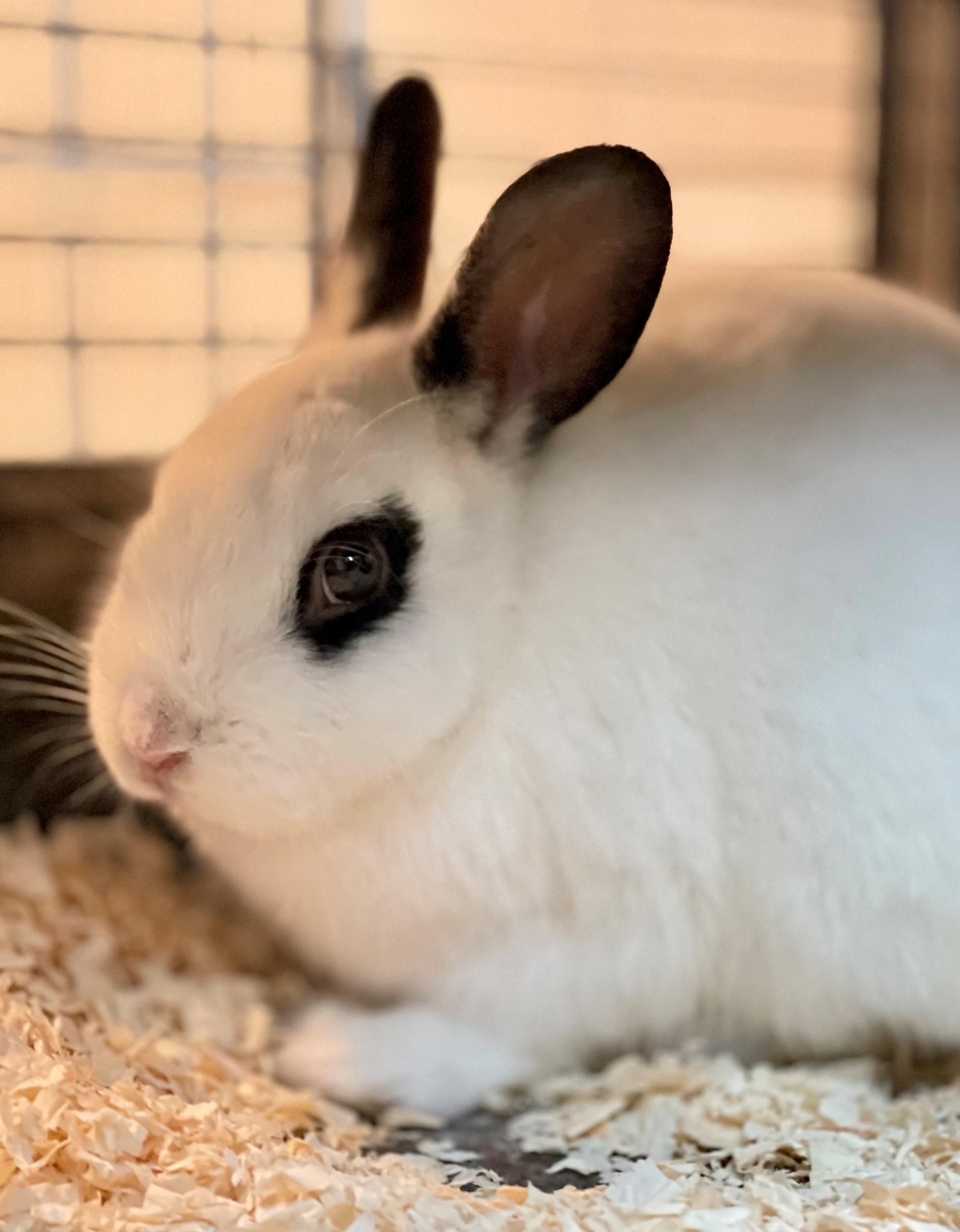 Pikachu, adoptable, Adult Male Hotot.