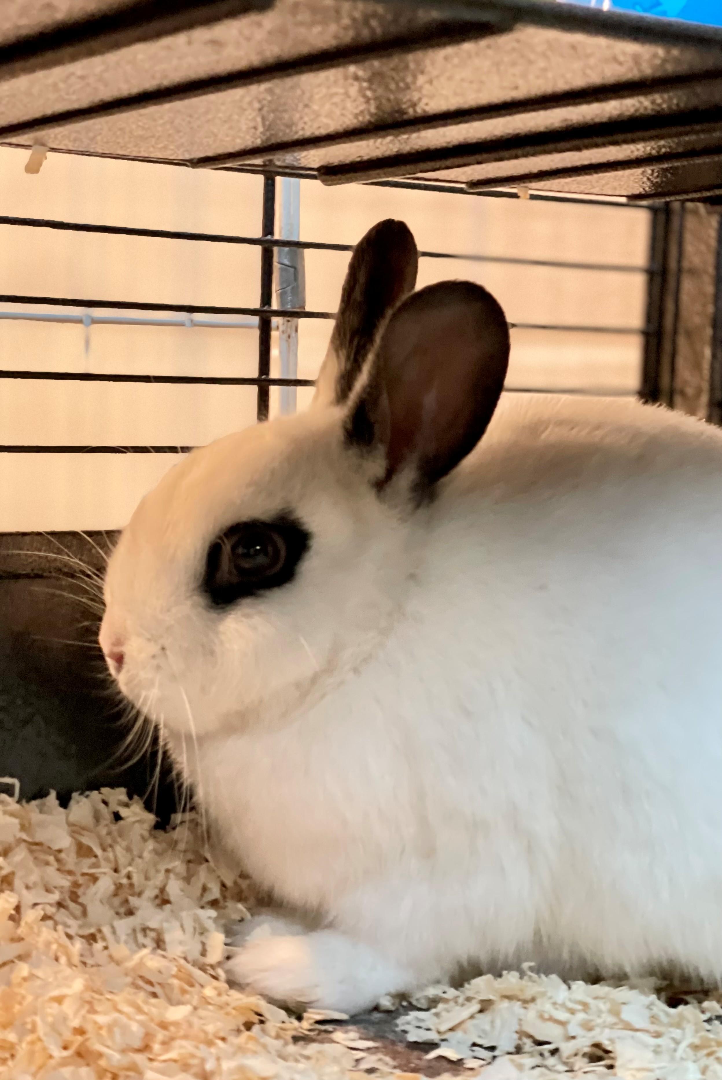 Pikachu, an adoptable mixed breed in Hamilton, ON image 2/3