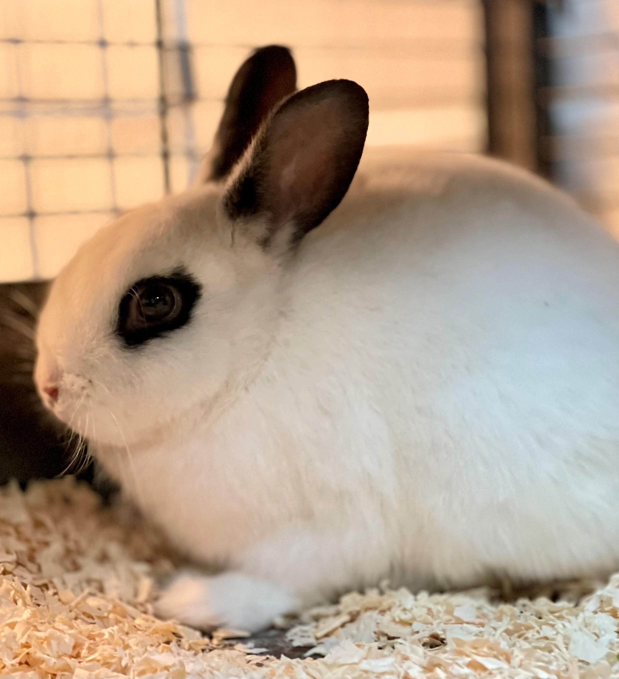 Pikachu, an adoptable mixed breed in Hamilton, ON image 3/3