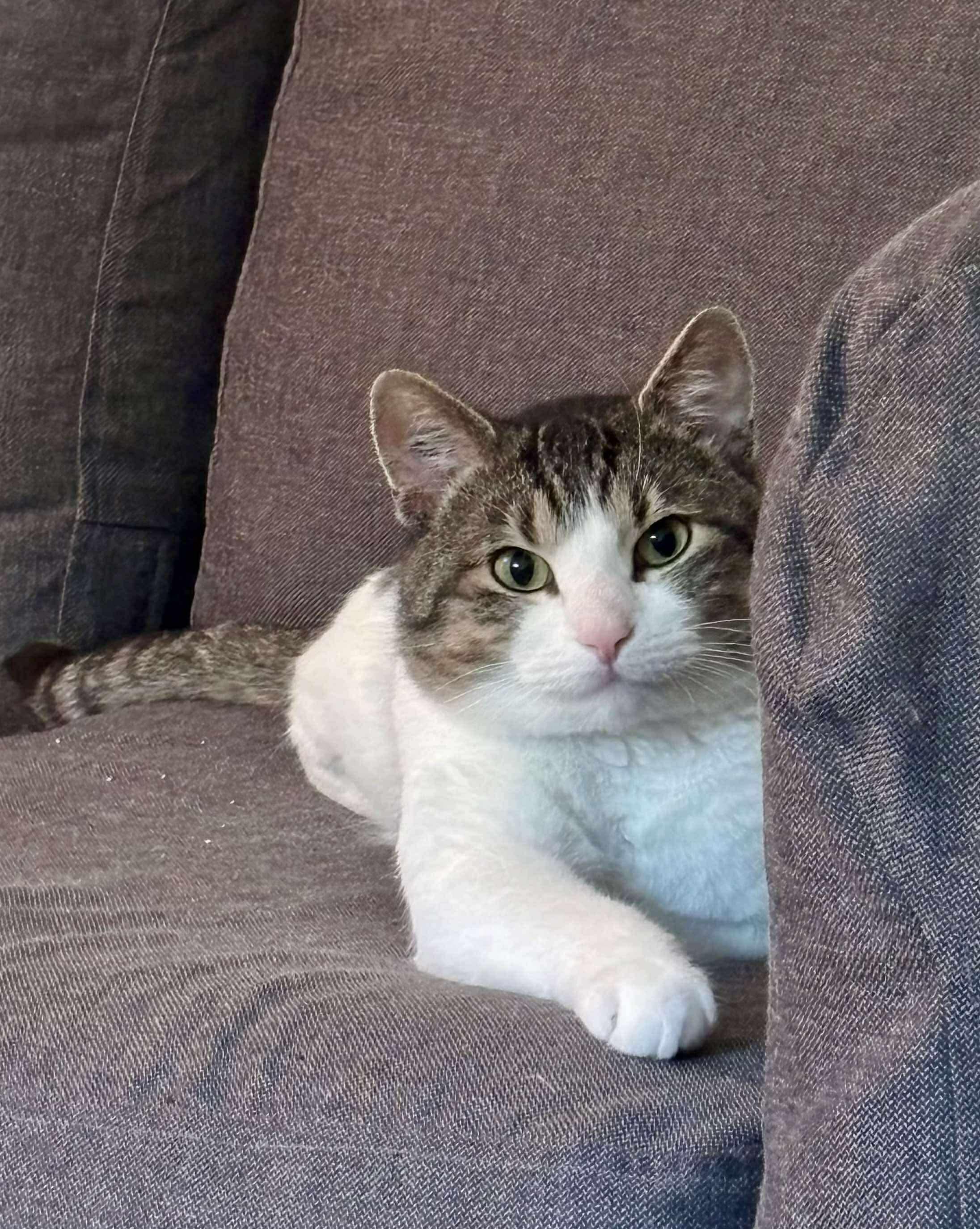 Mr. Handsome, a Adoptable Domestic Short Hair in Winnipeg, MB image 2/6