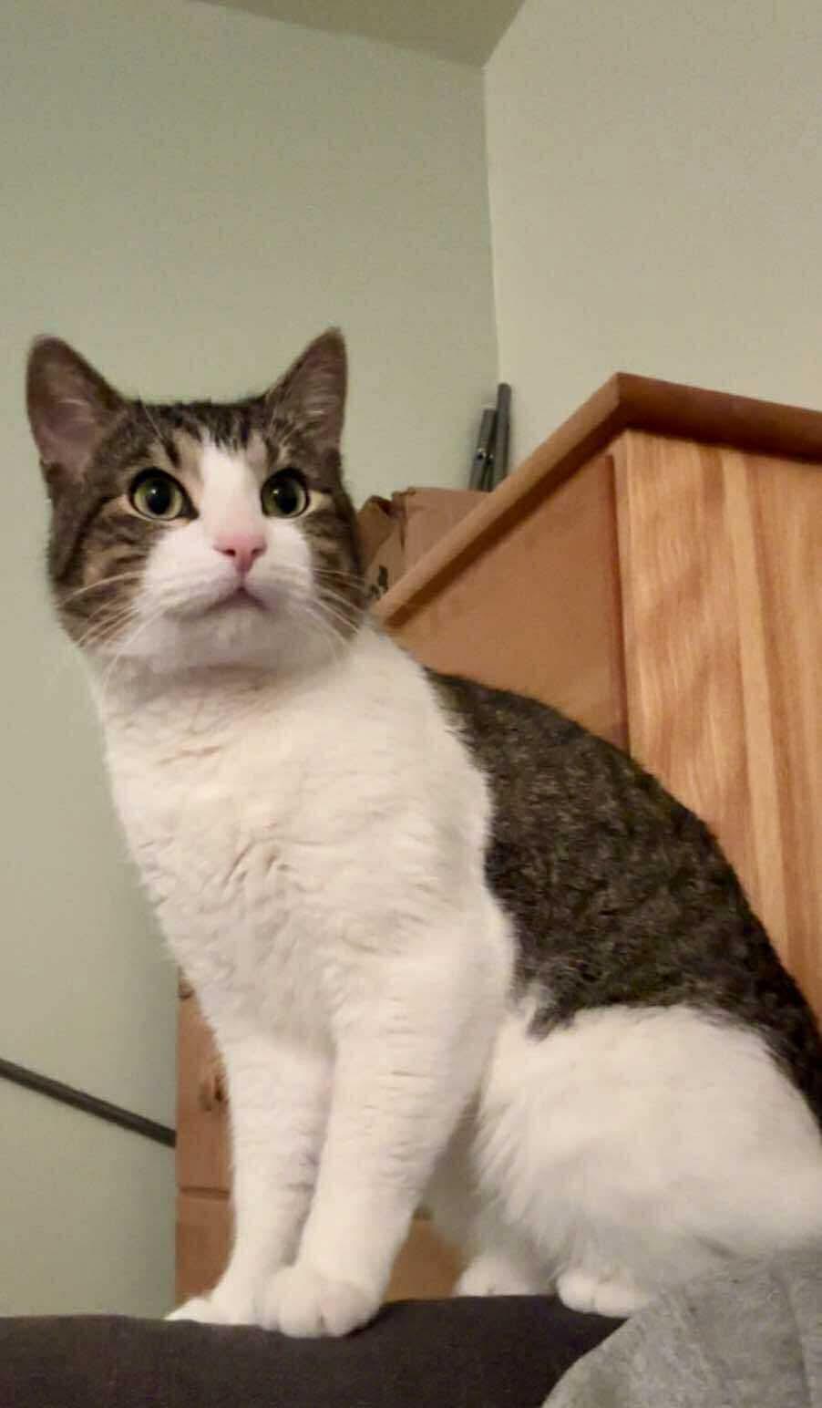 Mr. Handsome, a Adoptable Domestic Short Hair in Winnipeg, MB image 1/6