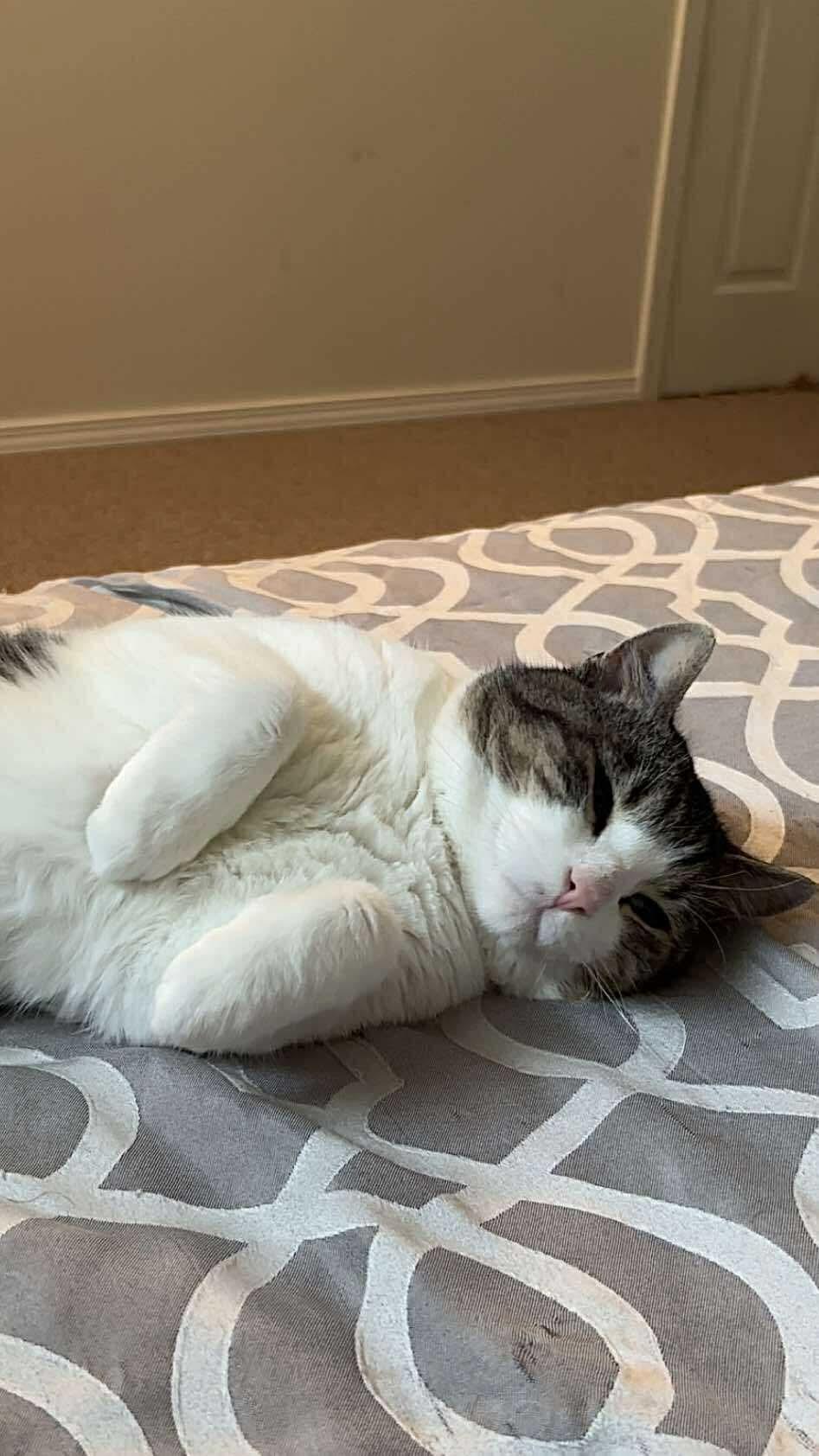 Mr. Handsome, a Adoptable Domestic Short Hair in Winnipeg, MB image 3/6