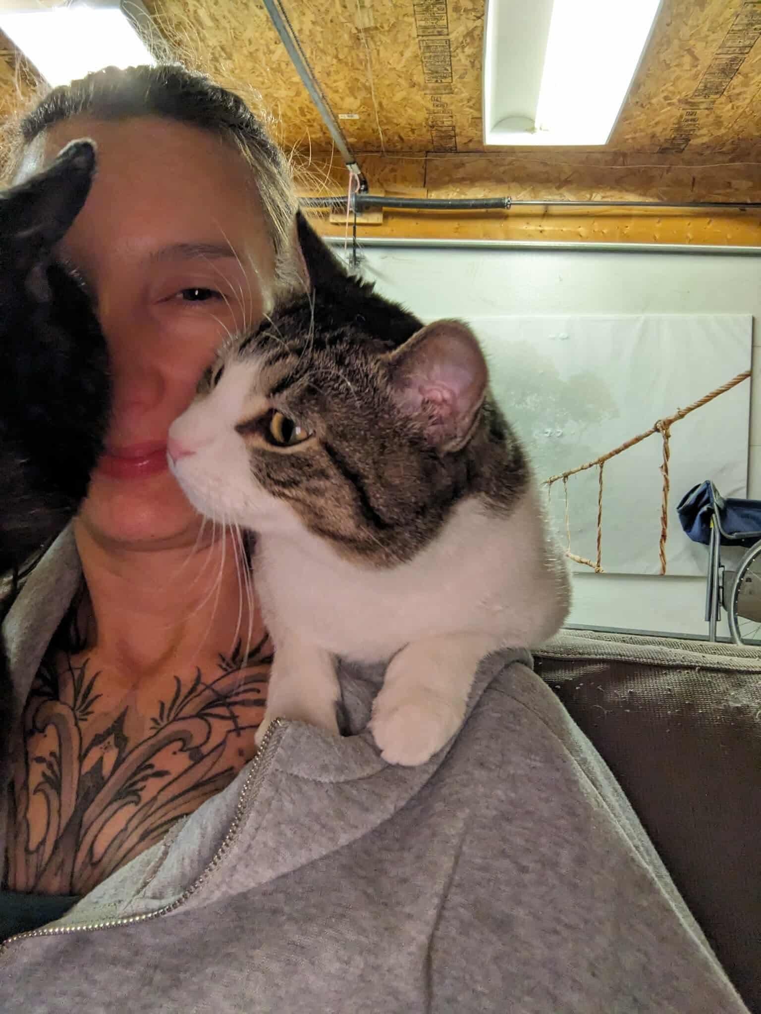 Mr. Handsome, a Adoptable Domestic Short Hair in Winnipeg, MB image 5/6