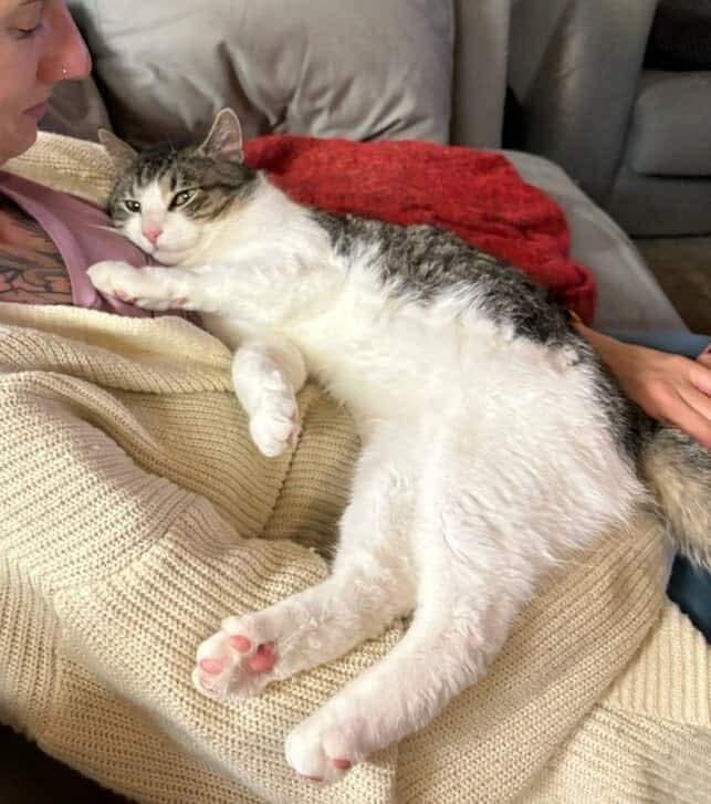 Mr. Handsome, a Adoptable Domestic Short Hair in Winnipeg, MB image 6/6