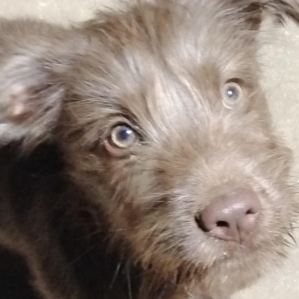 Hunter, Adoptable, Puppy Male Basset Hound & Chocolate Labrador Retriever.