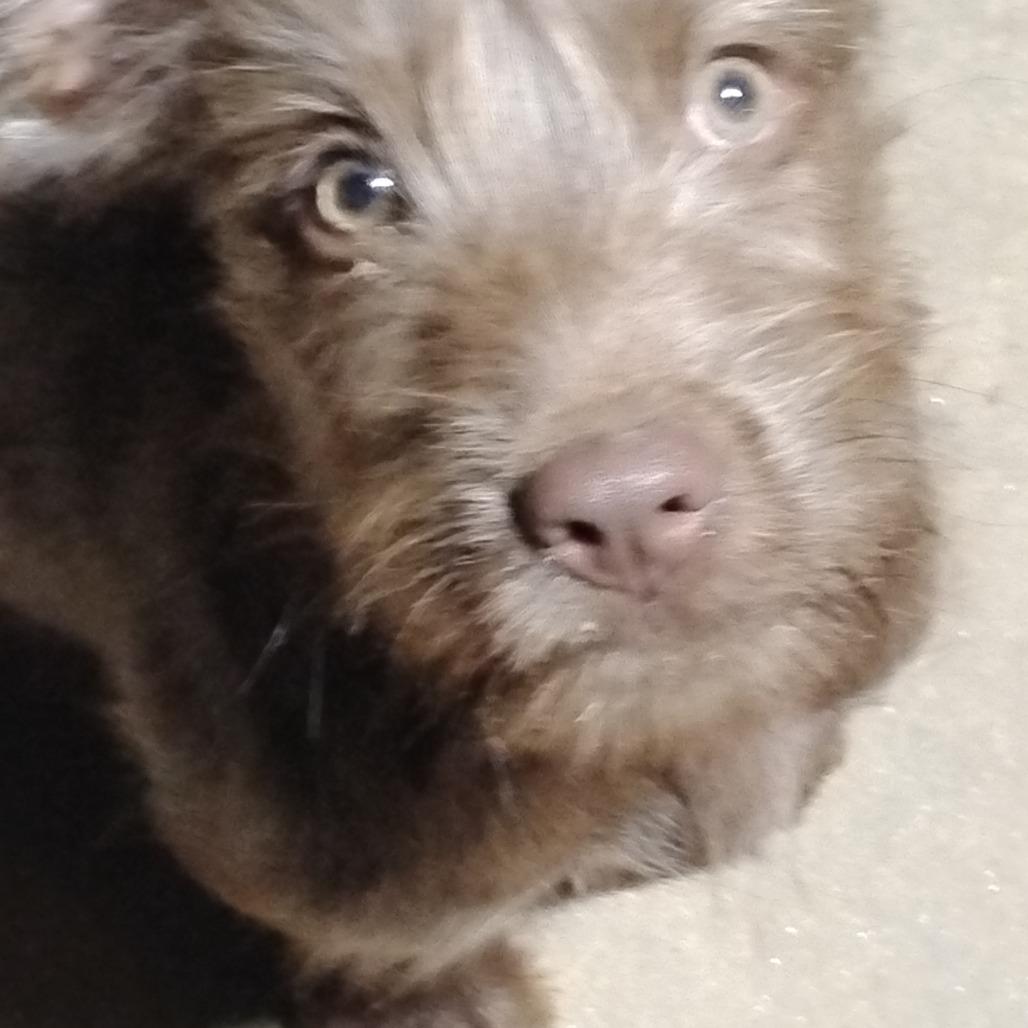 Enlarge Hunter, a Adoptable mixed breed in Fort Smith, AR image 2/5
