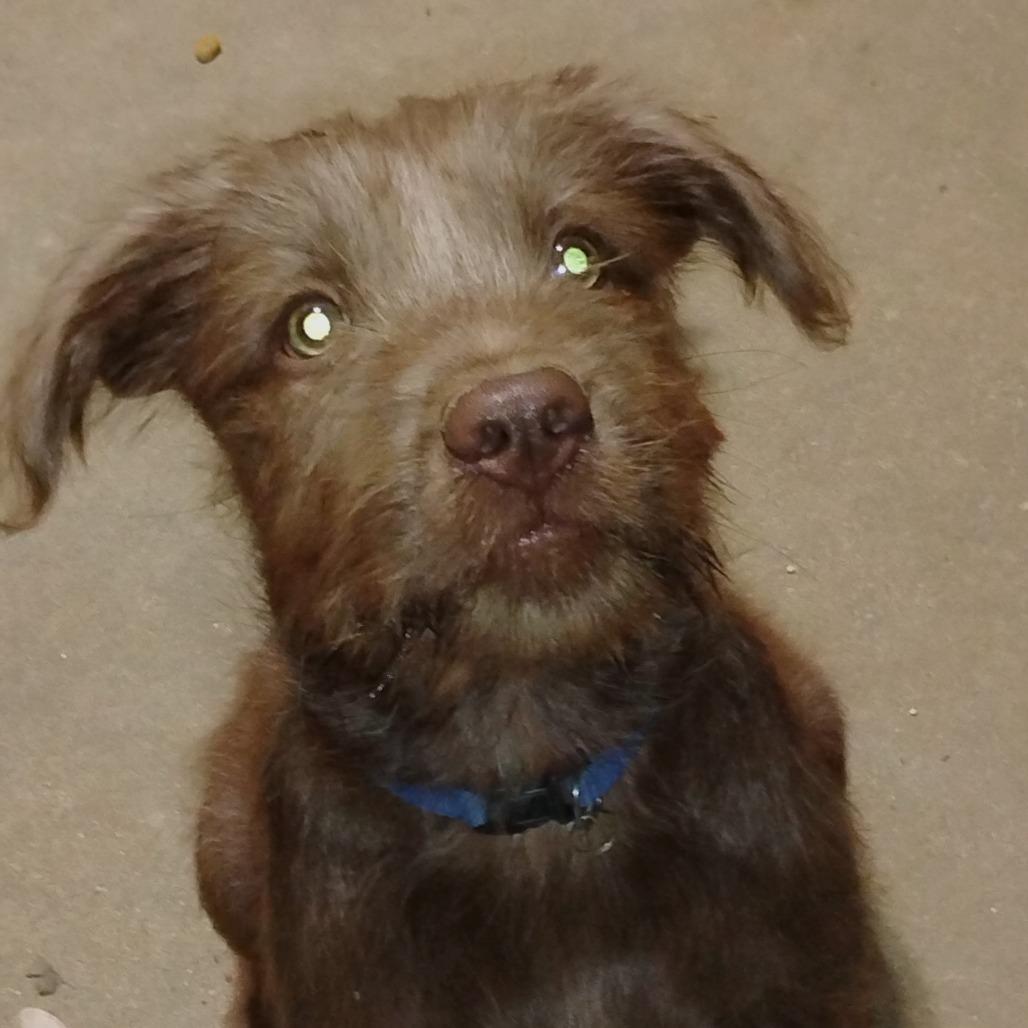 Enlarge Hunter, a Adoptable mixed breed in Fort Smith, AR image 4/5
