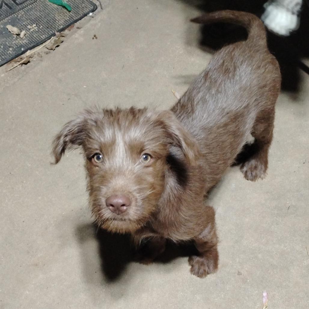 Enlarge Hunter, a Adoptable mixed breed in Fort Smith, AR image 5/5