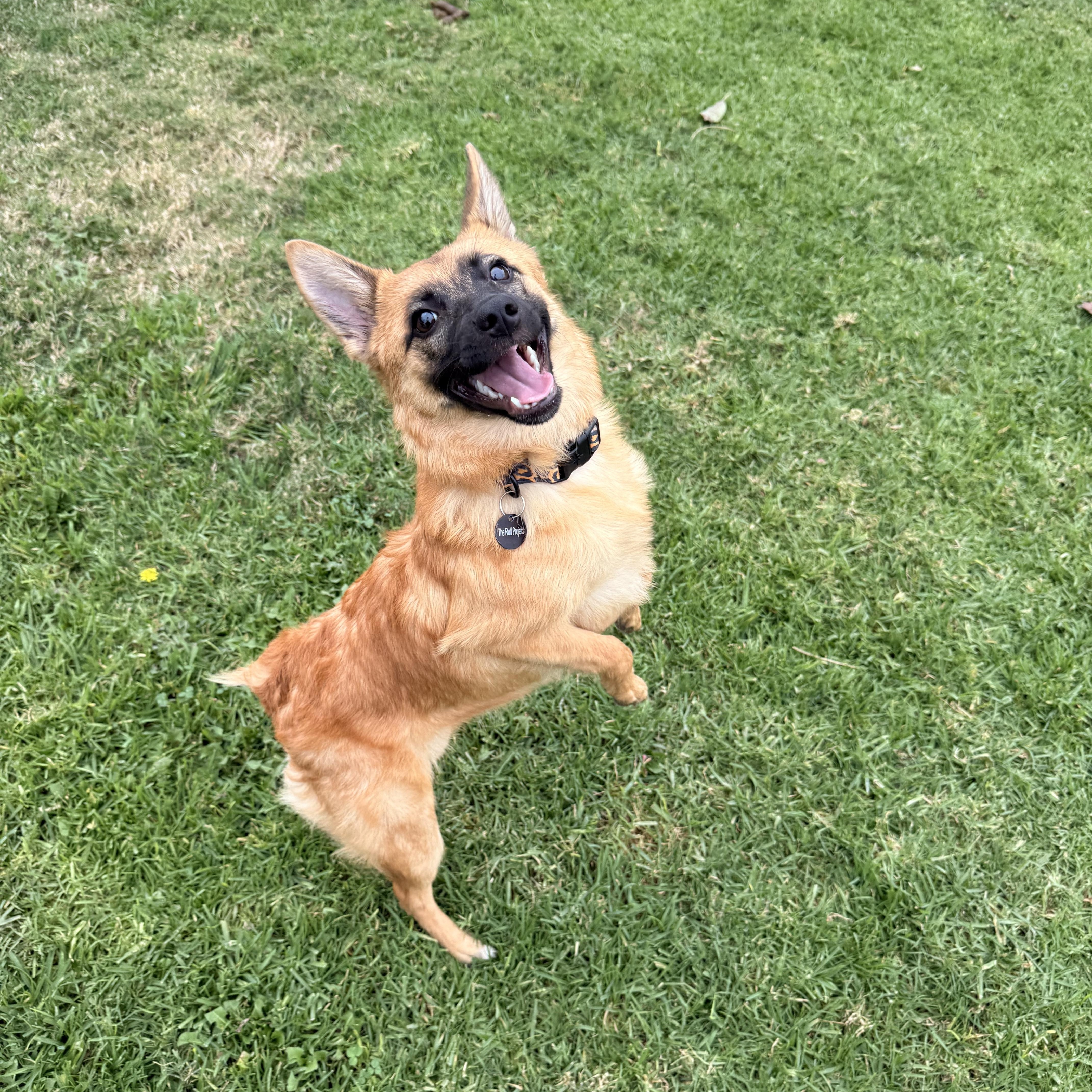 Enlarge Chili, a ADOPTABLE mixed breed in Torrance, CA image 6/6