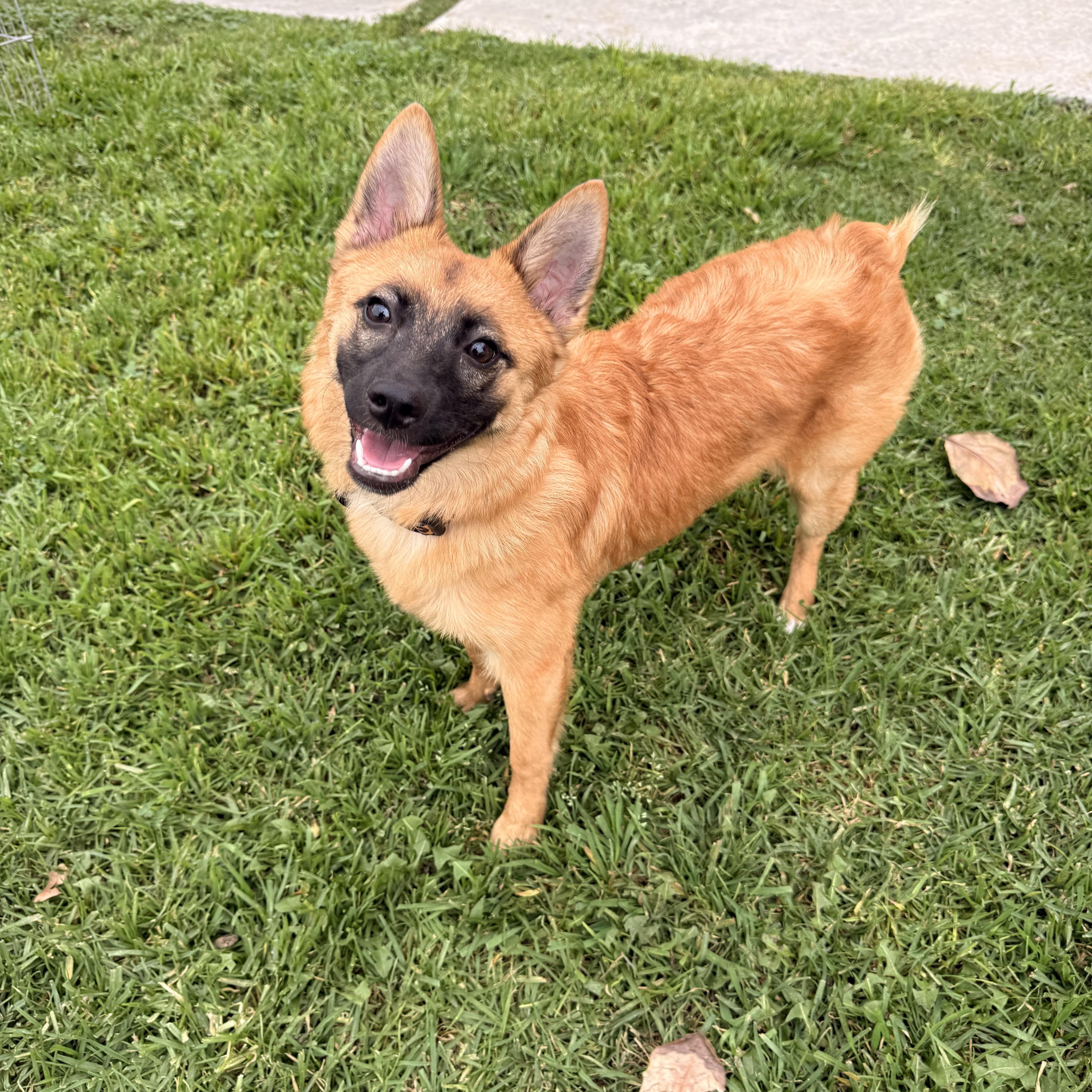 Enlarge Chili, a ADOPTABLE mixed breed in Torrance, CA image 1/6