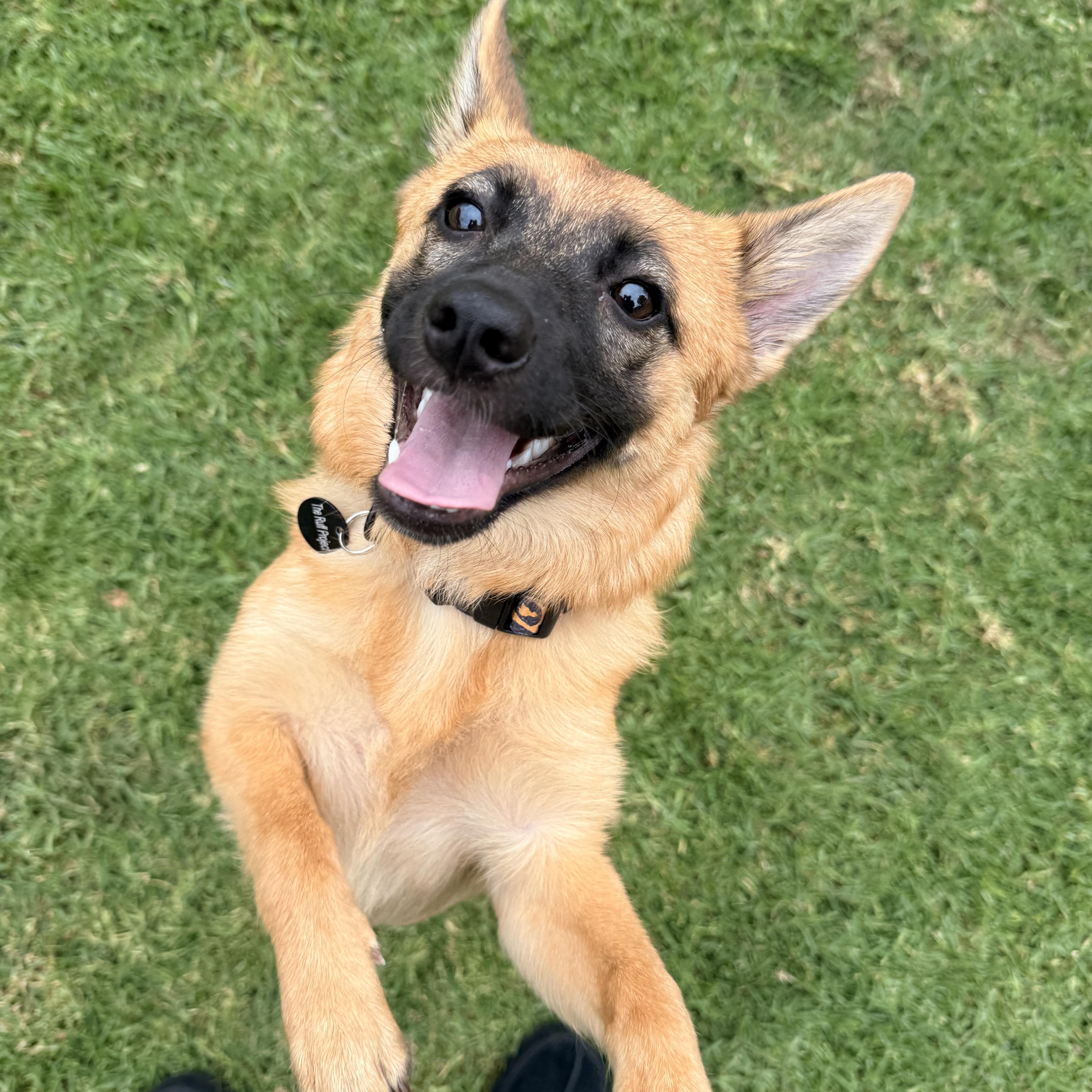 Enlarge Chili, a ADOPTABLE mixed breed in Torrance, CA image 3/6