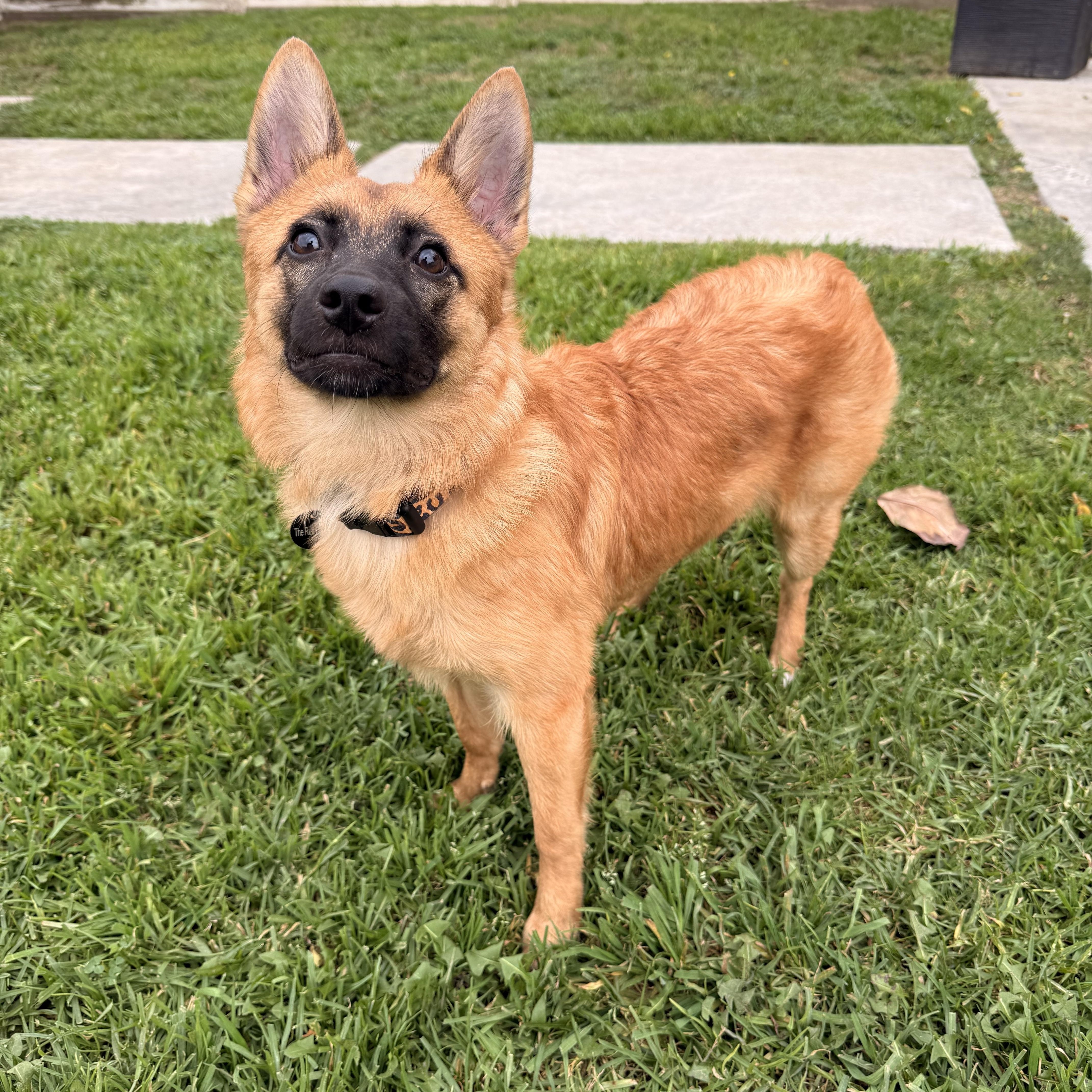 Enlarge Chili, a ADOPTABLE mixed breed in Torrance, CA image 4/6