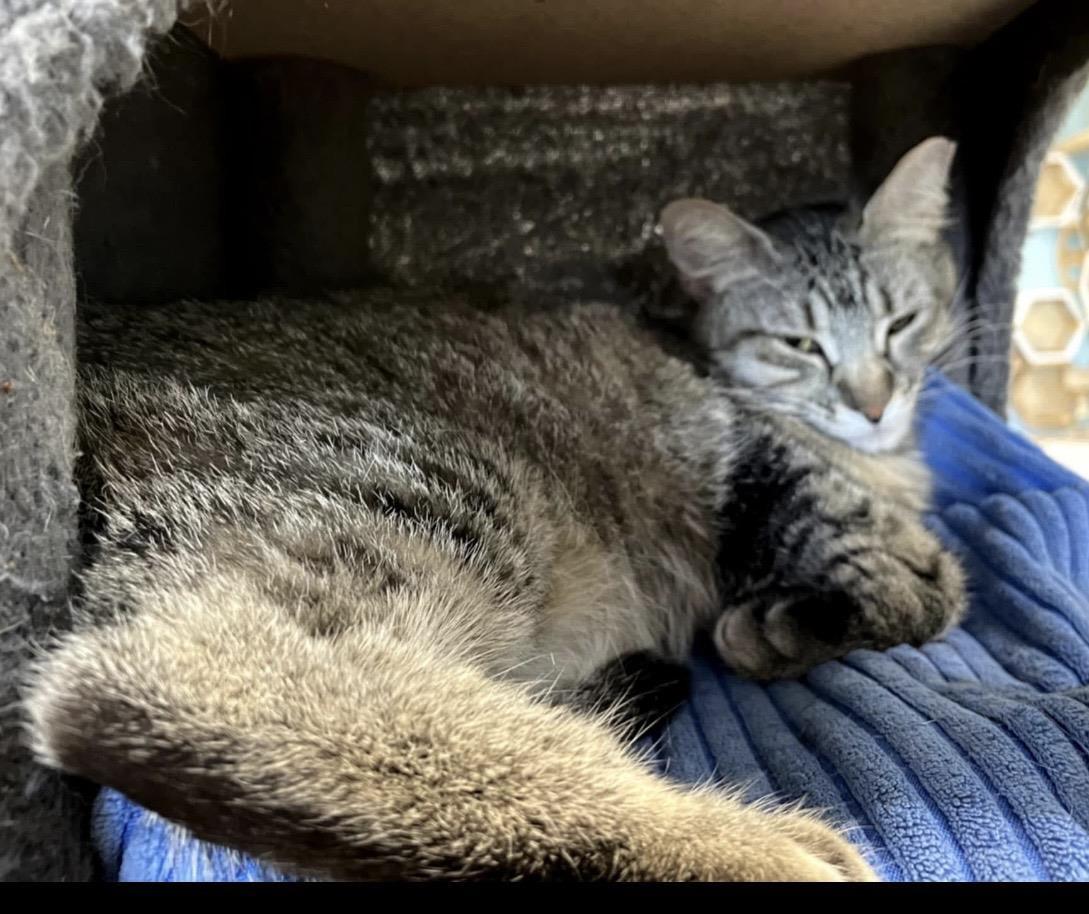 Chopstick Bella Grace, Adoptable, Adult Female Tabby & Tabby.