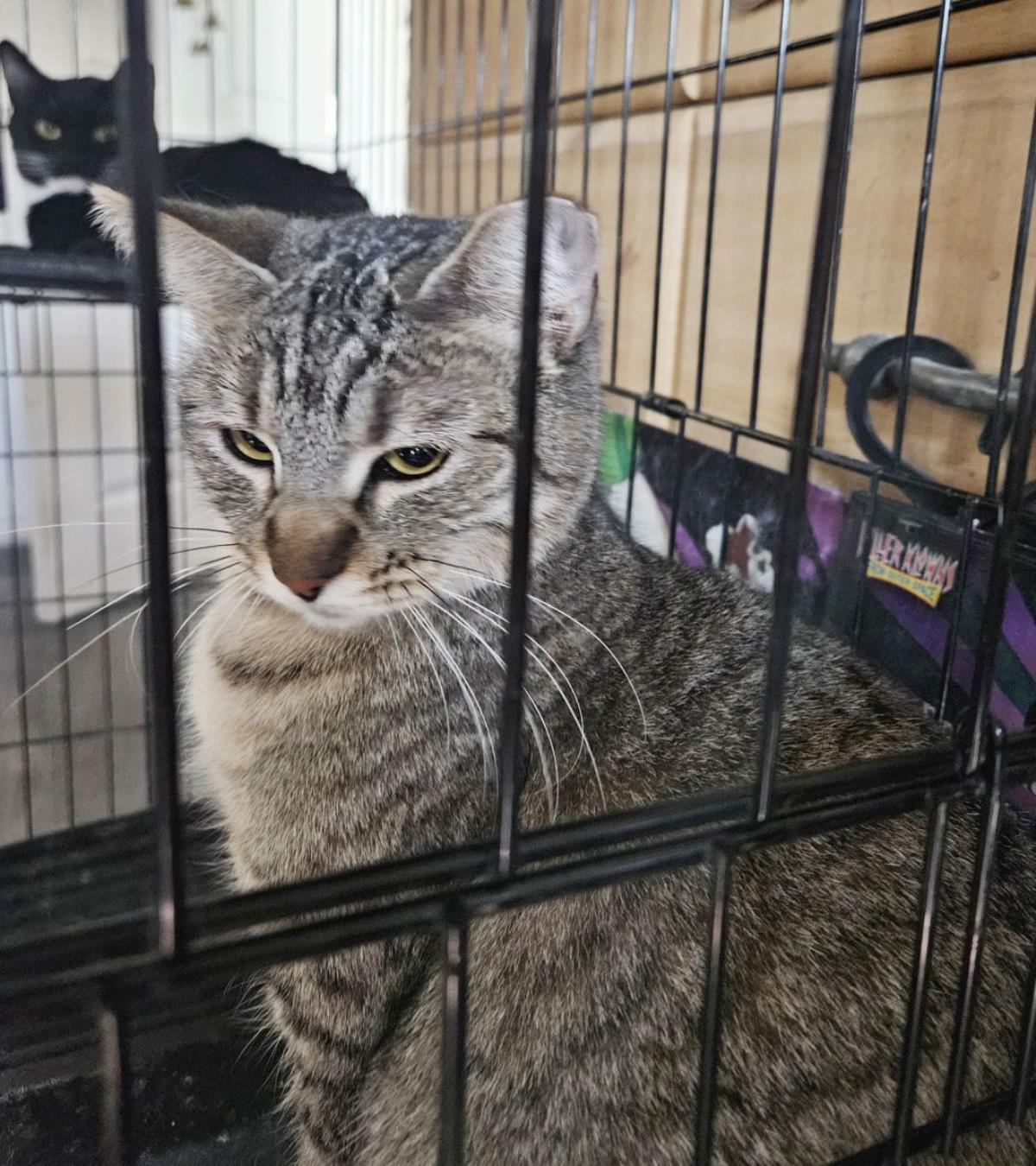 Enlarge Chopstick Bella Grace, a Adoptable mixed breed in Chandler, AZ image 2/2