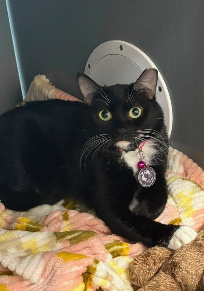 Enlarge Zoey, a Adoptable Domestic Short Hair in St. Cloud, FL image 2/3