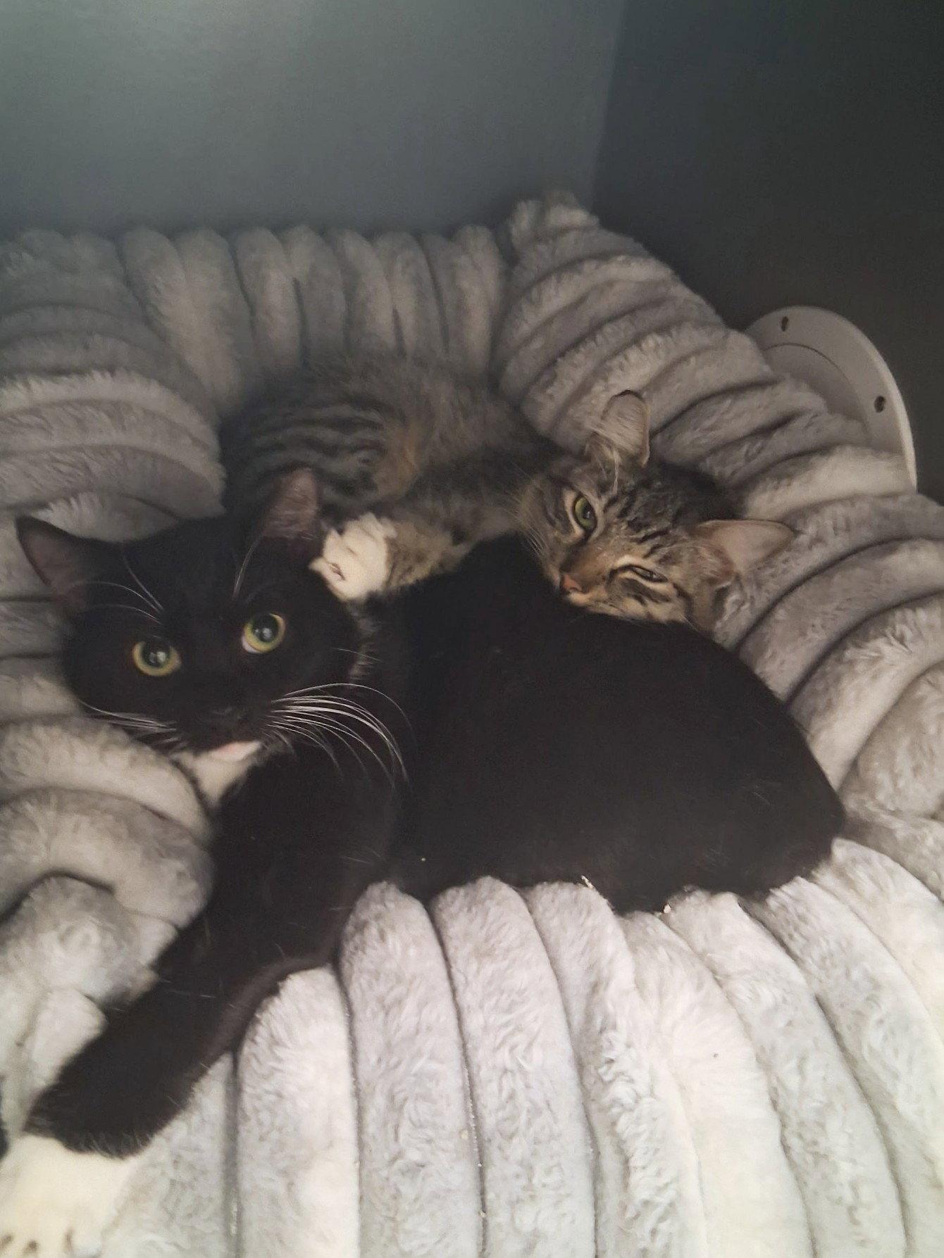 Enlarge Zoey, a Adoptable Domestic Short Hair in St. Cloud, FL image 3/3