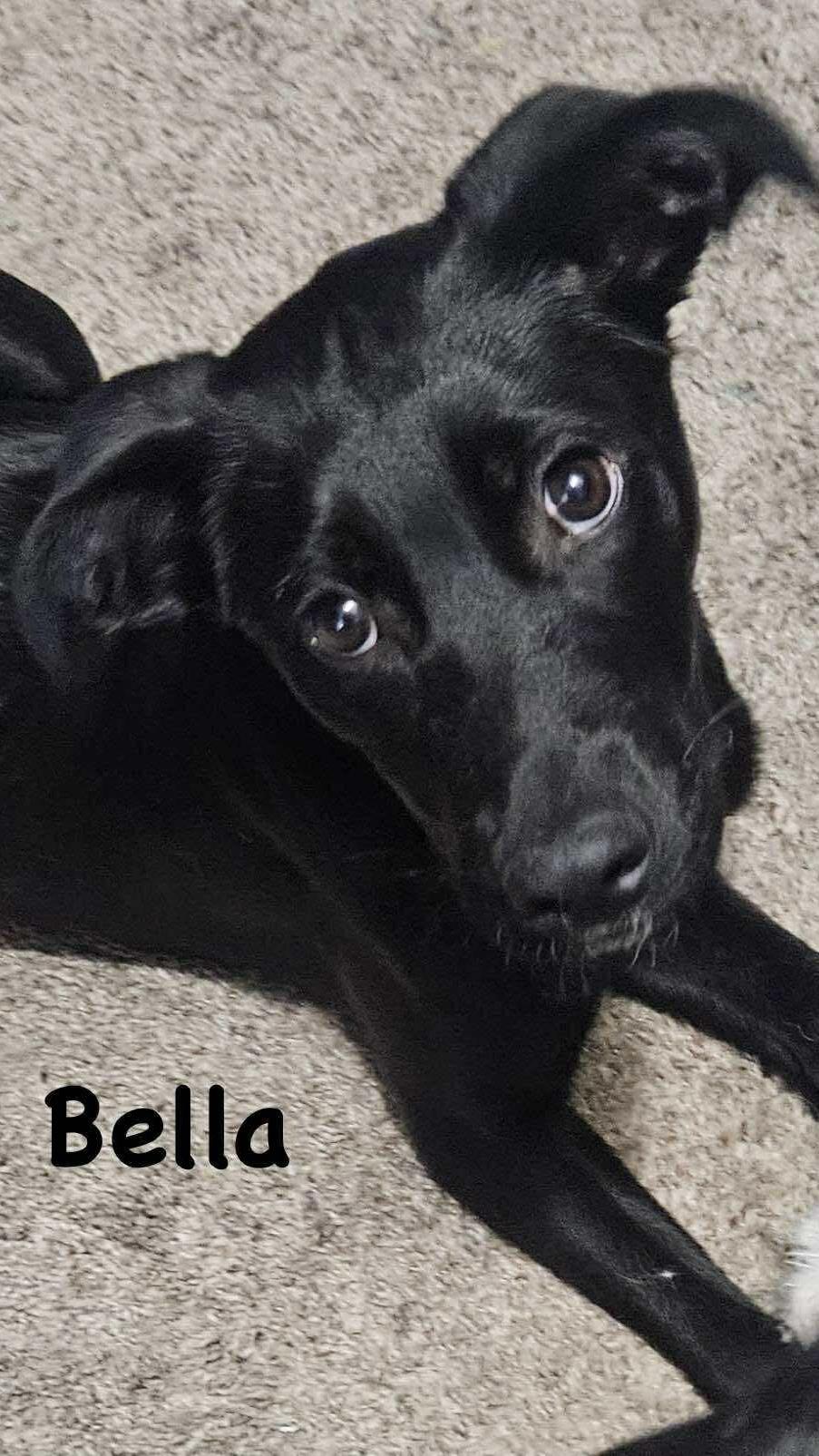 Bella, ADOPTABLE, Young Female Labradoodle & Pit Bull Terrier.