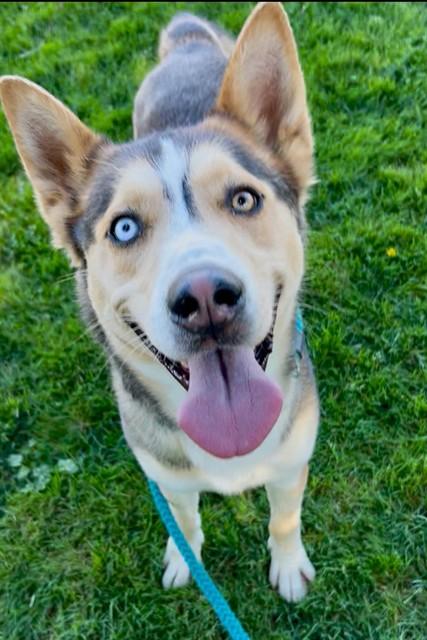 Enlarge MARLEY, a Adoptable mixed breed in Sacramento, CA image 1/1