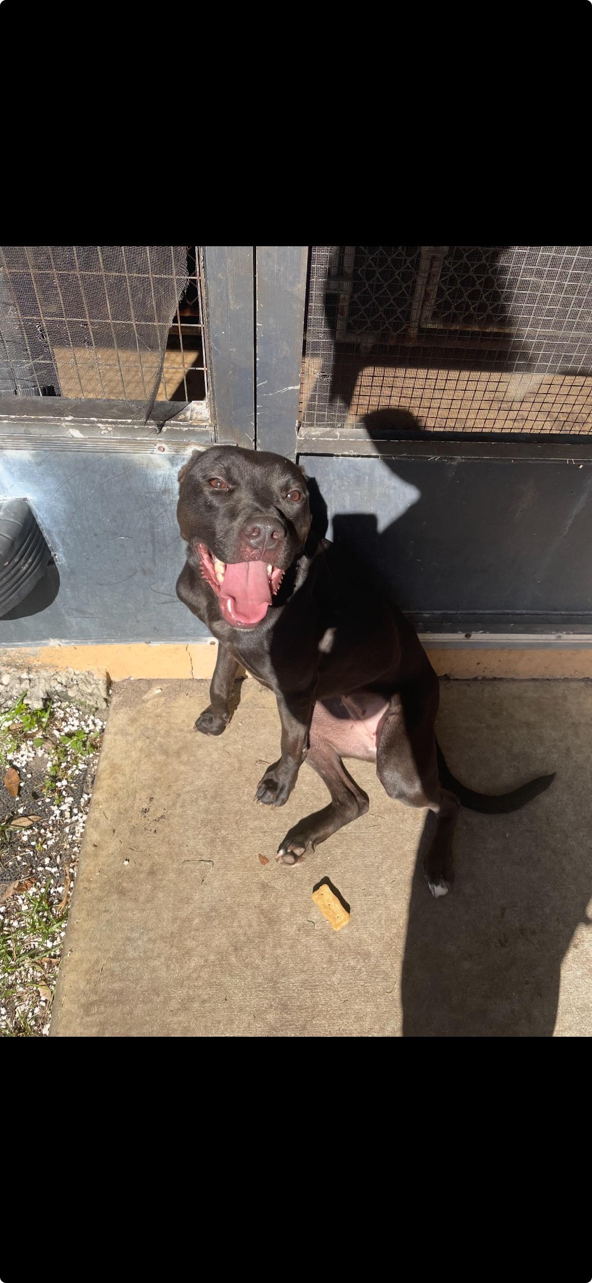 Enlarge Kiki, a Adoptable mixed breed in palm bay, FL image 1/1