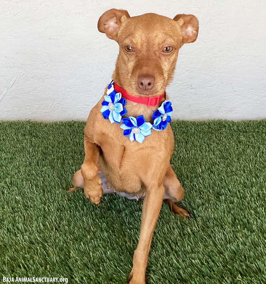 Enlarge Stevie, a Adoptable mixed breed in San Diego, CA image 1/3