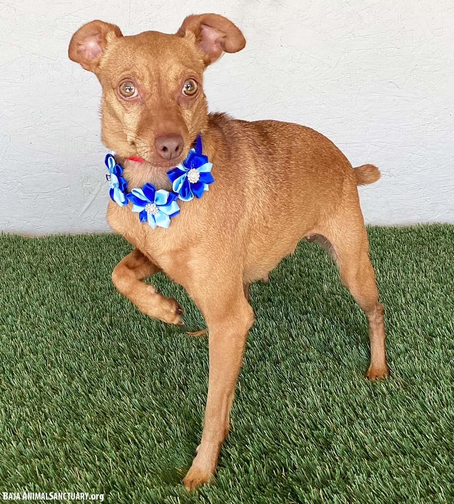 Enlarge Stevie, a Adoptable mixed breed in San Diego, CA image 2/3