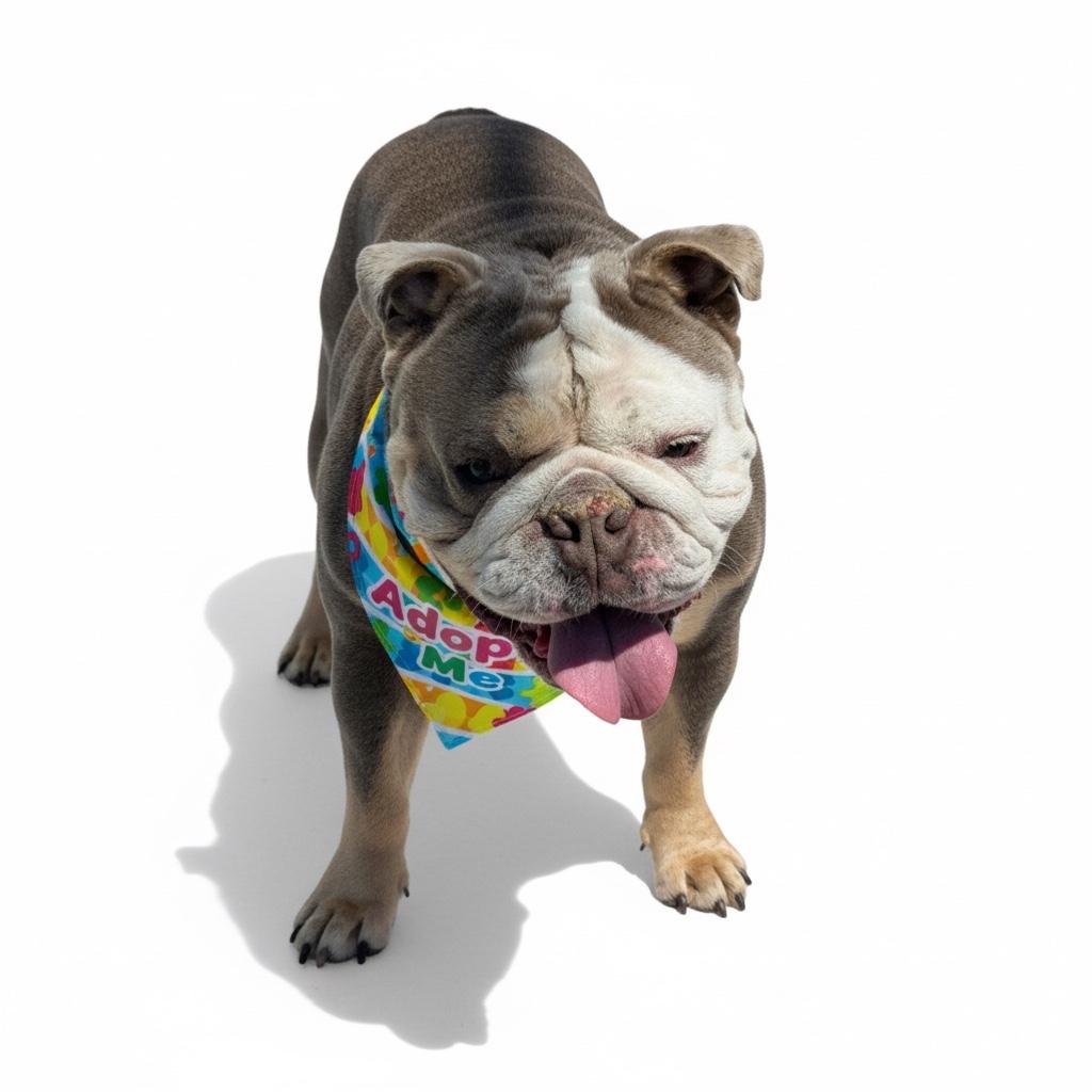 Enlarge Meatloaf- ADOPT Me!!, a ADOPTABLE English Bulldog in Redondo Beach, CA image 2/3