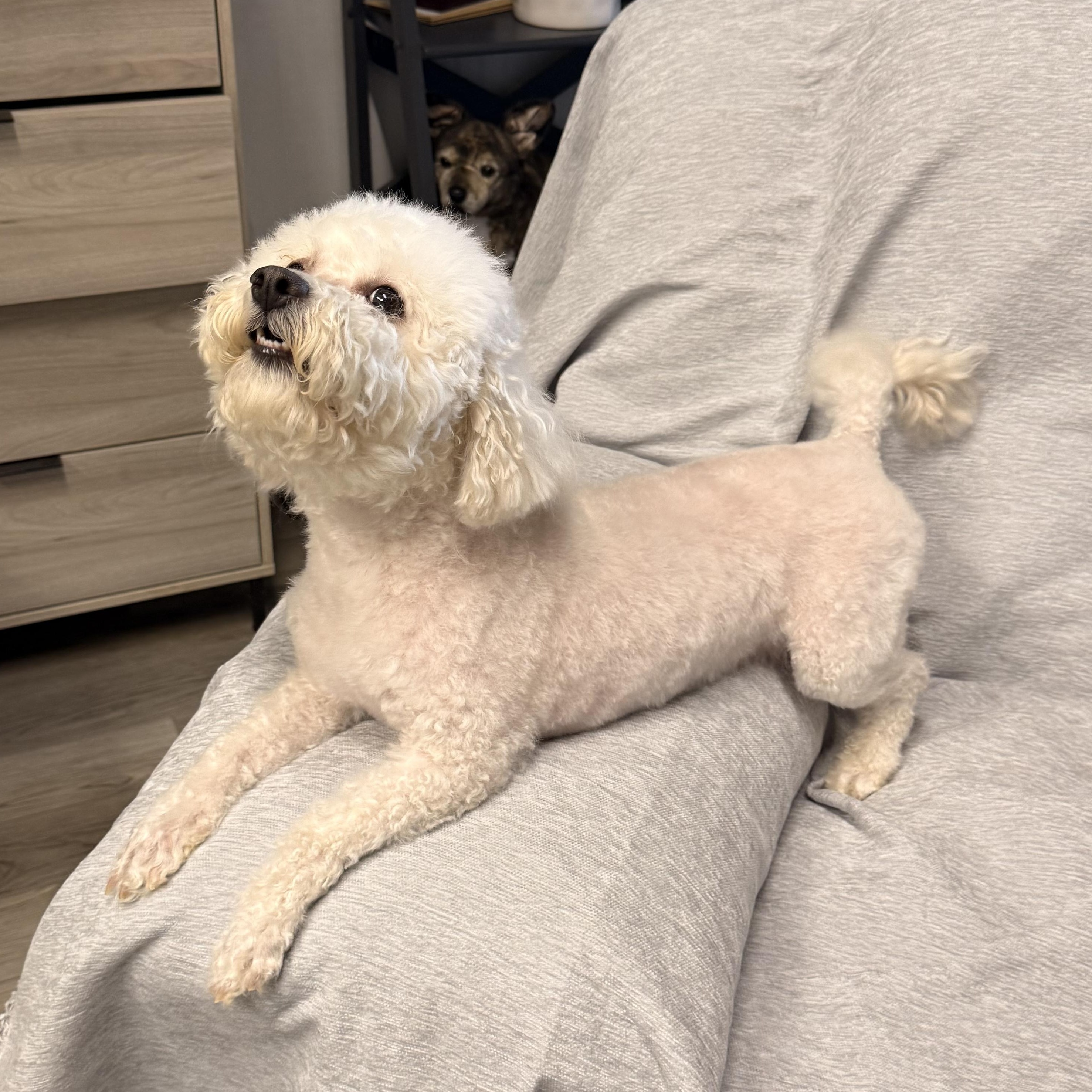 Enlarge Sadie, an adopted Bichon Frise in Texarkana, TX image 3/5