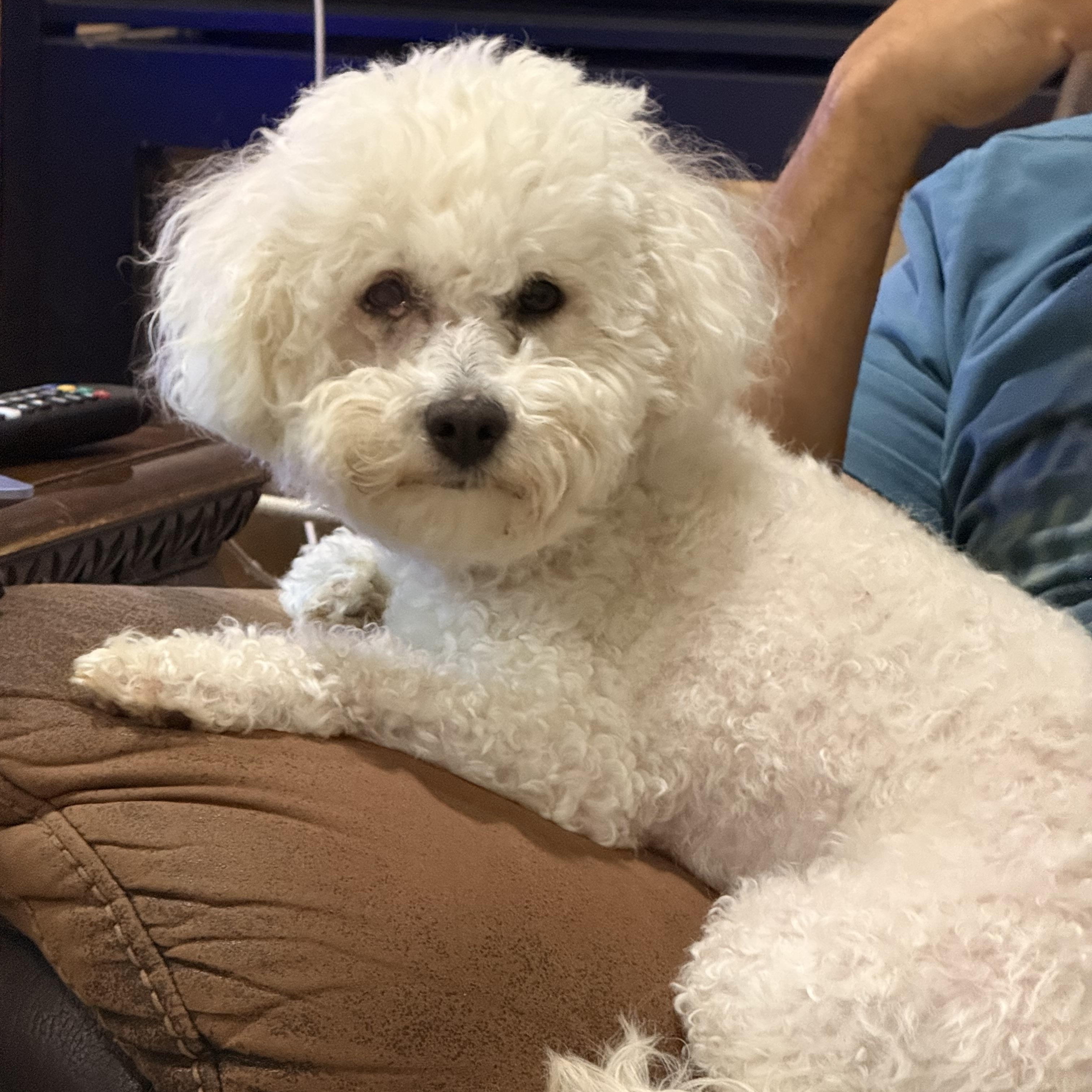 Sadie, adopted, Adult Female Bichon Frise.