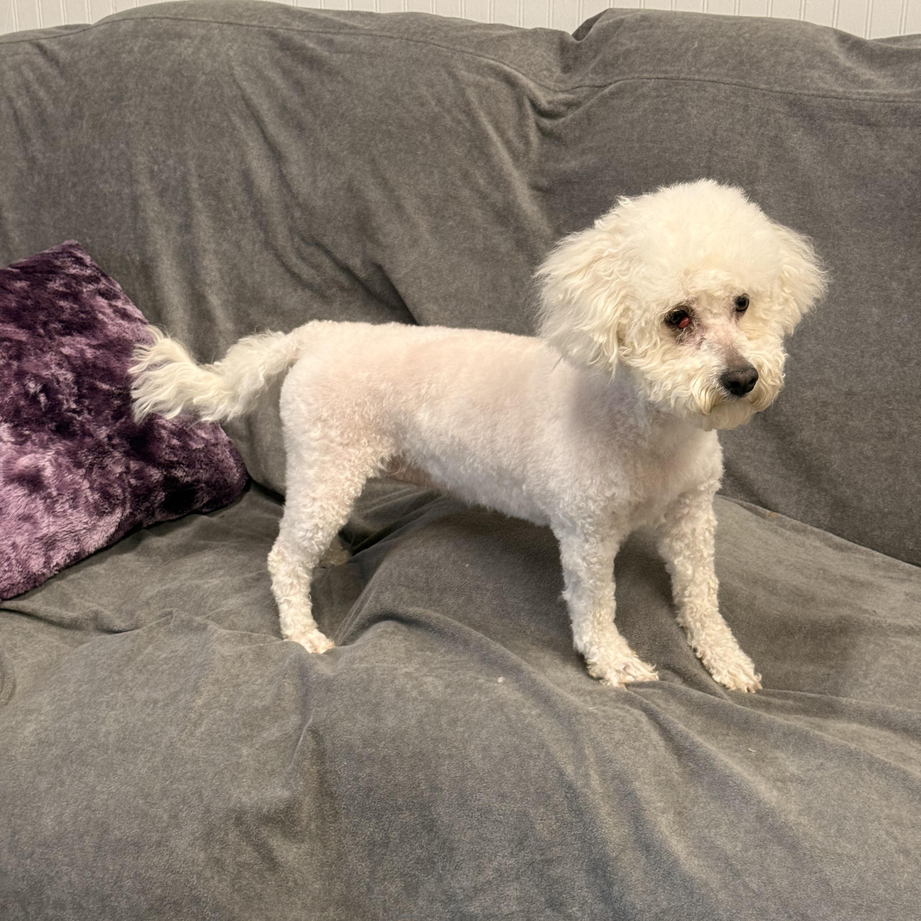 Enlarge Sadie, an adopted Bichon Frise in Texarkana, TX image 2/5
