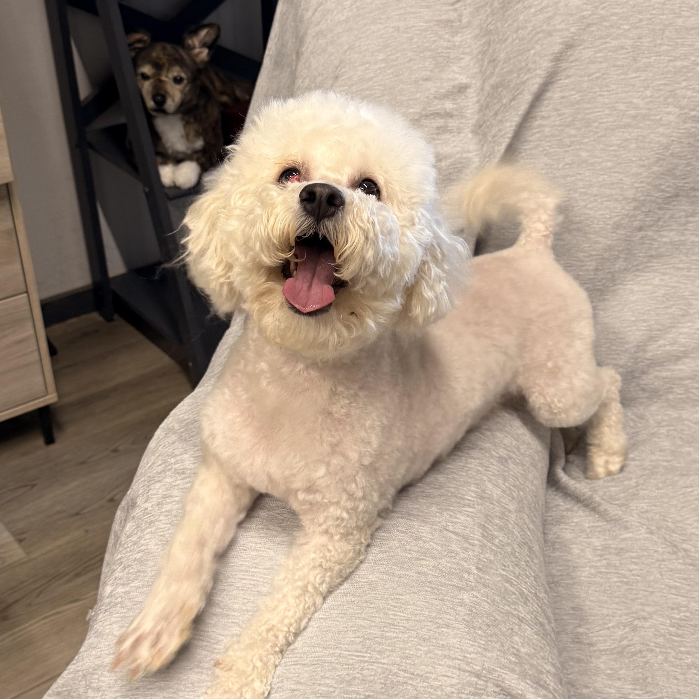 Enlarge Sadie, an adopted Bichon Frise in Texarkana, TX image 5/5