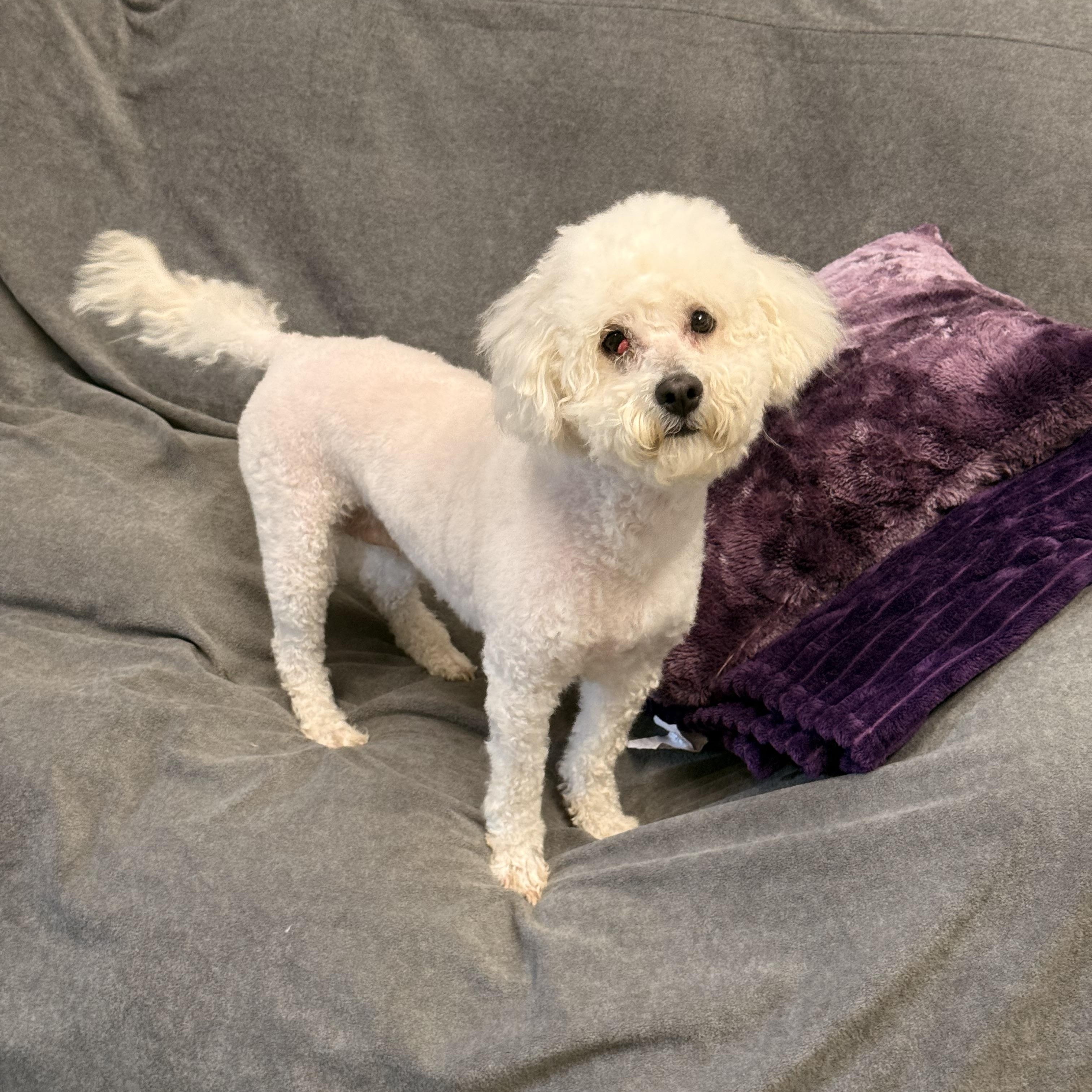 Enlarge Sadie, an adopted Bichon Frise in Texarkana, TX image 4/5
