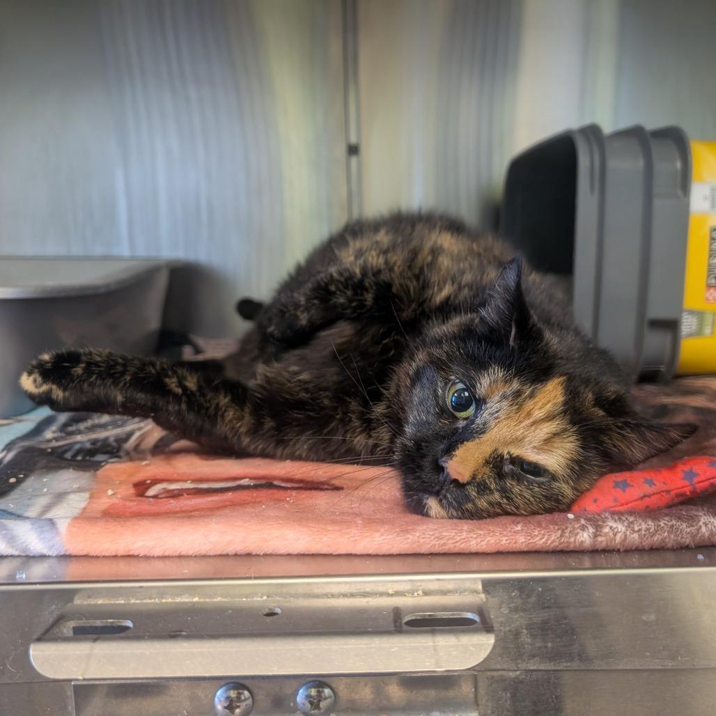 Bandit, Adoptable, Senior Female Domestic Short Hair.