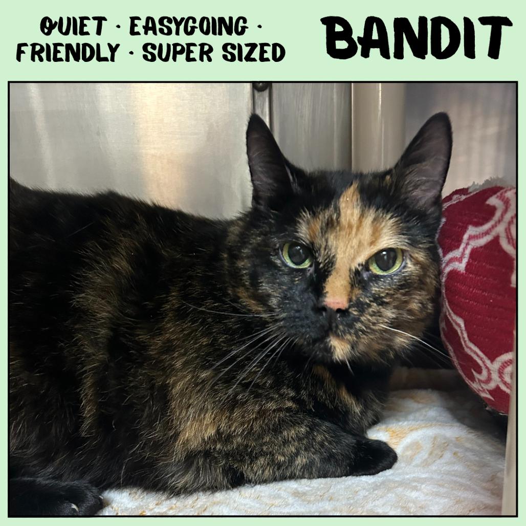 Enlarge Bandit, a Adoptable Domestic Short Hair in Emporia, KS image 2/6
