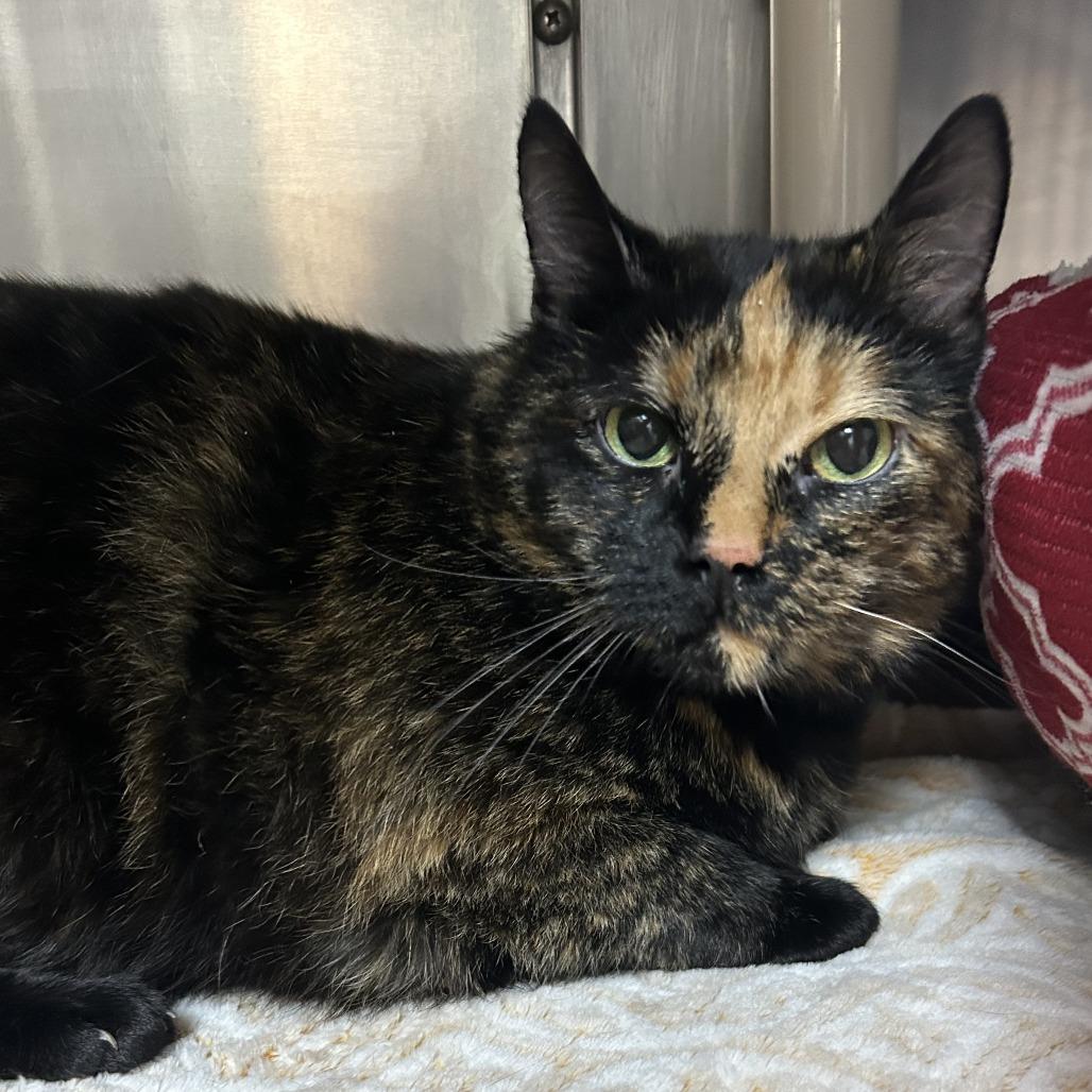 Enlarge Bandit, a Adoptable Domestic Short Hair in Emporia, KS image 4/6