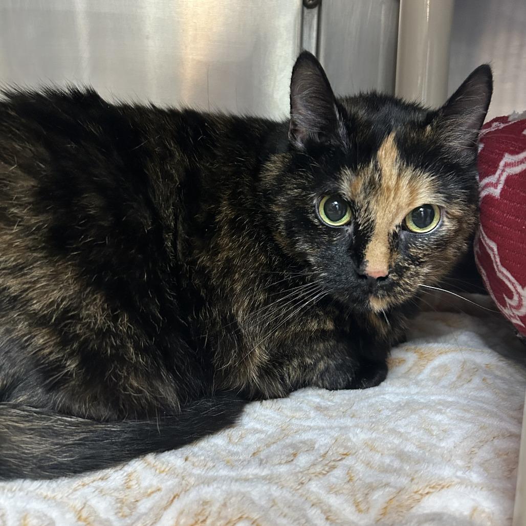 Enlarge Bandit, a Adoptable Domestic Short Hair in Emporia, KS image 5/6