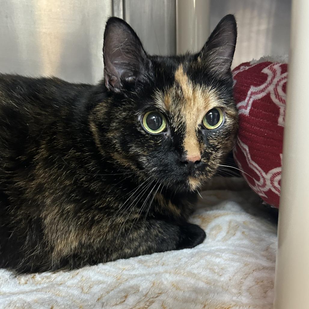 Enlarge Bandit, a Adoptable Domestic Short Hair in Emporia, KS image 6/6