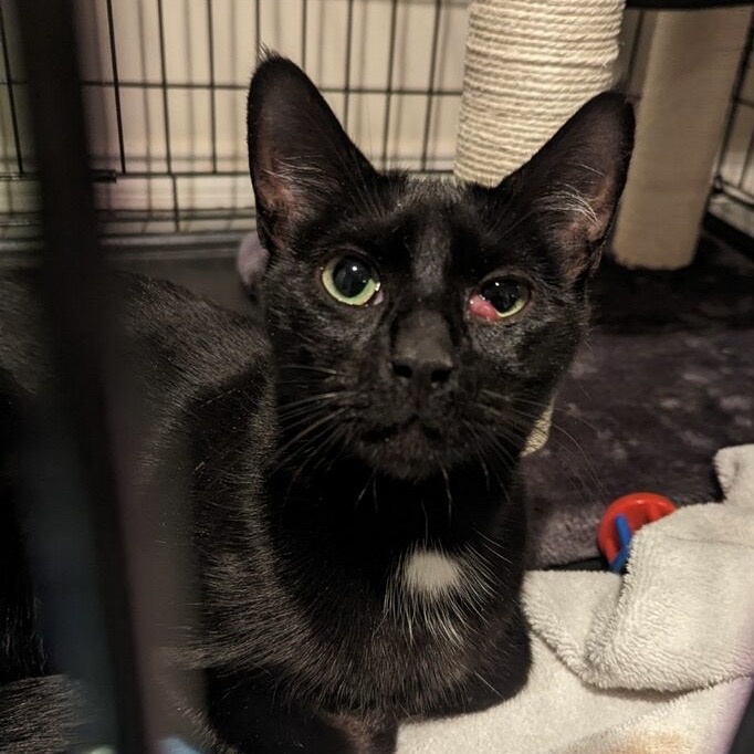 Noelle, a Adoptable Domestic Short Hair in Colonia, NJ image 3/3