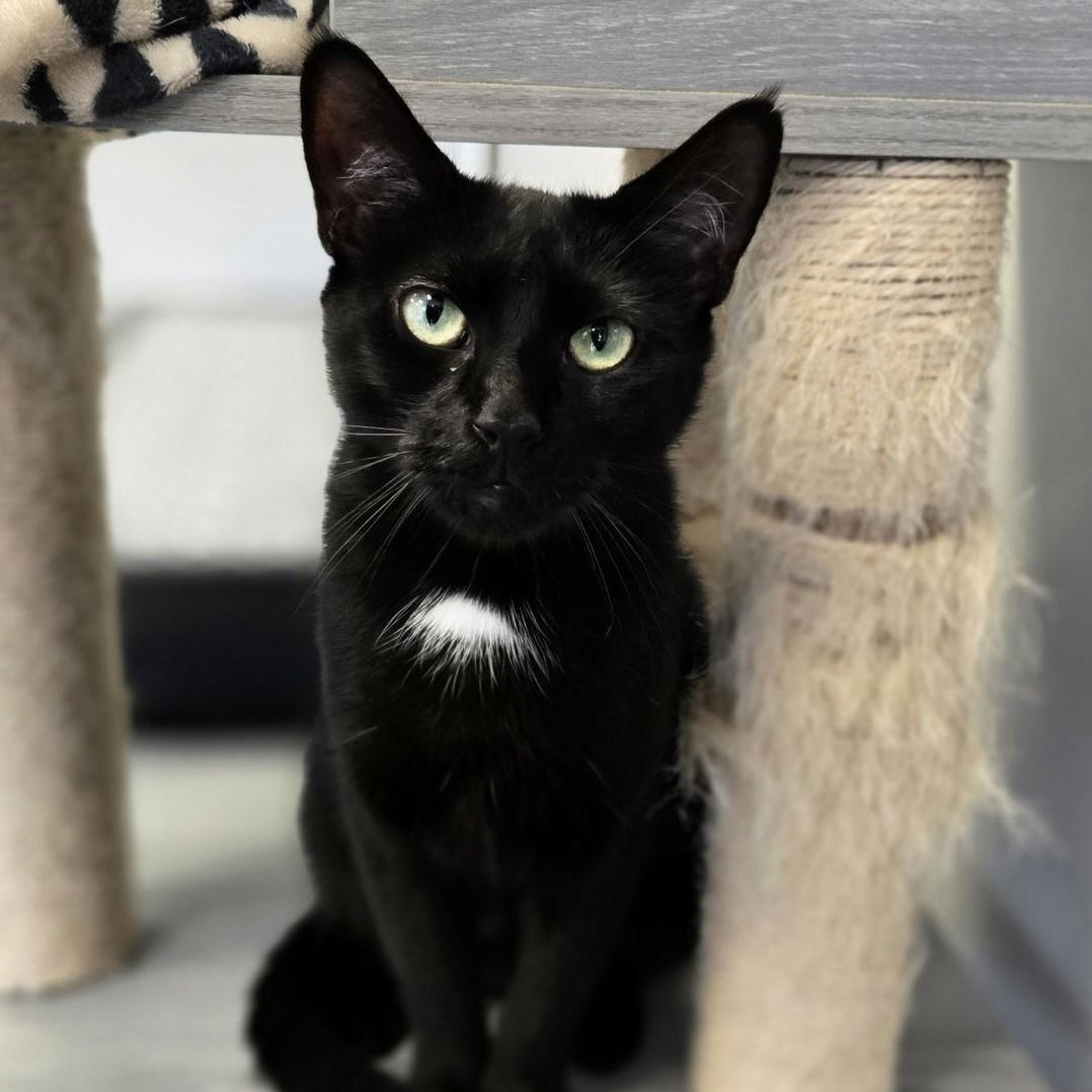 Noelle, a Adoptable Domestic Short Hair in Colonia, NJ image 1/3