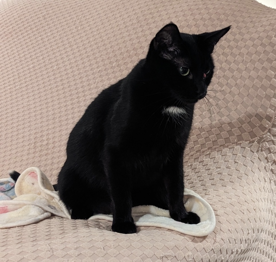 Noelle, a Adoptable Domestic Short Hair in Colonia, NJ image 2/3