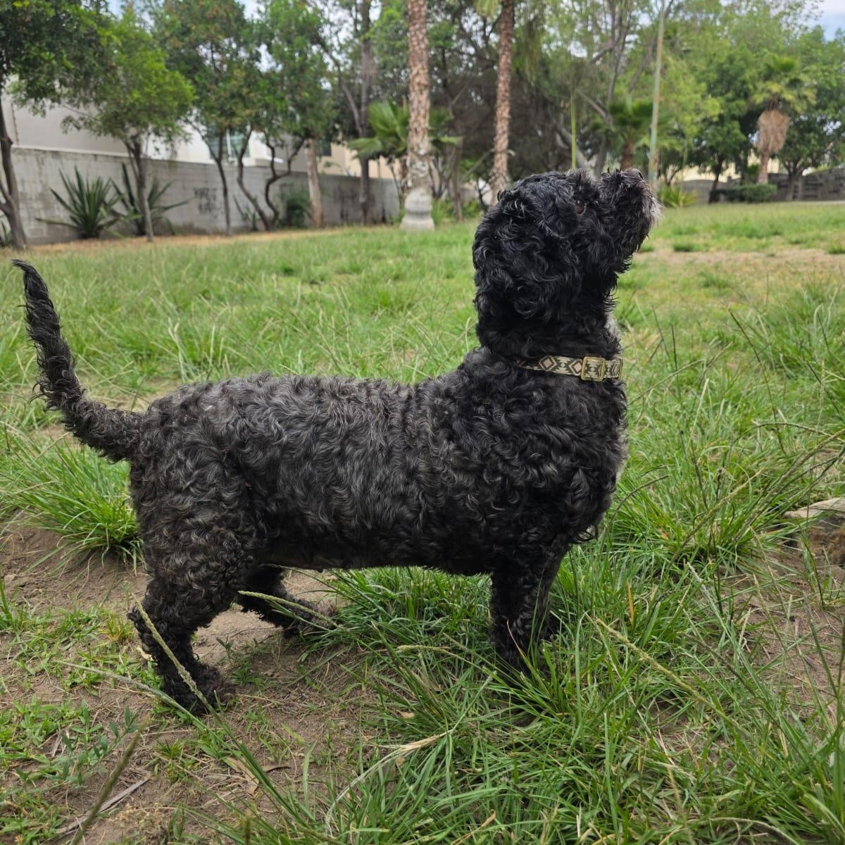 Enlarge Mochi, a Adopted Shih poo in Tijuana, BCN image 3/6