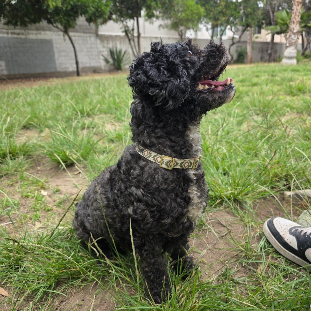 Enlarge Mochi, a Adopted Shih poo in Tijuana, BCN image 2/6