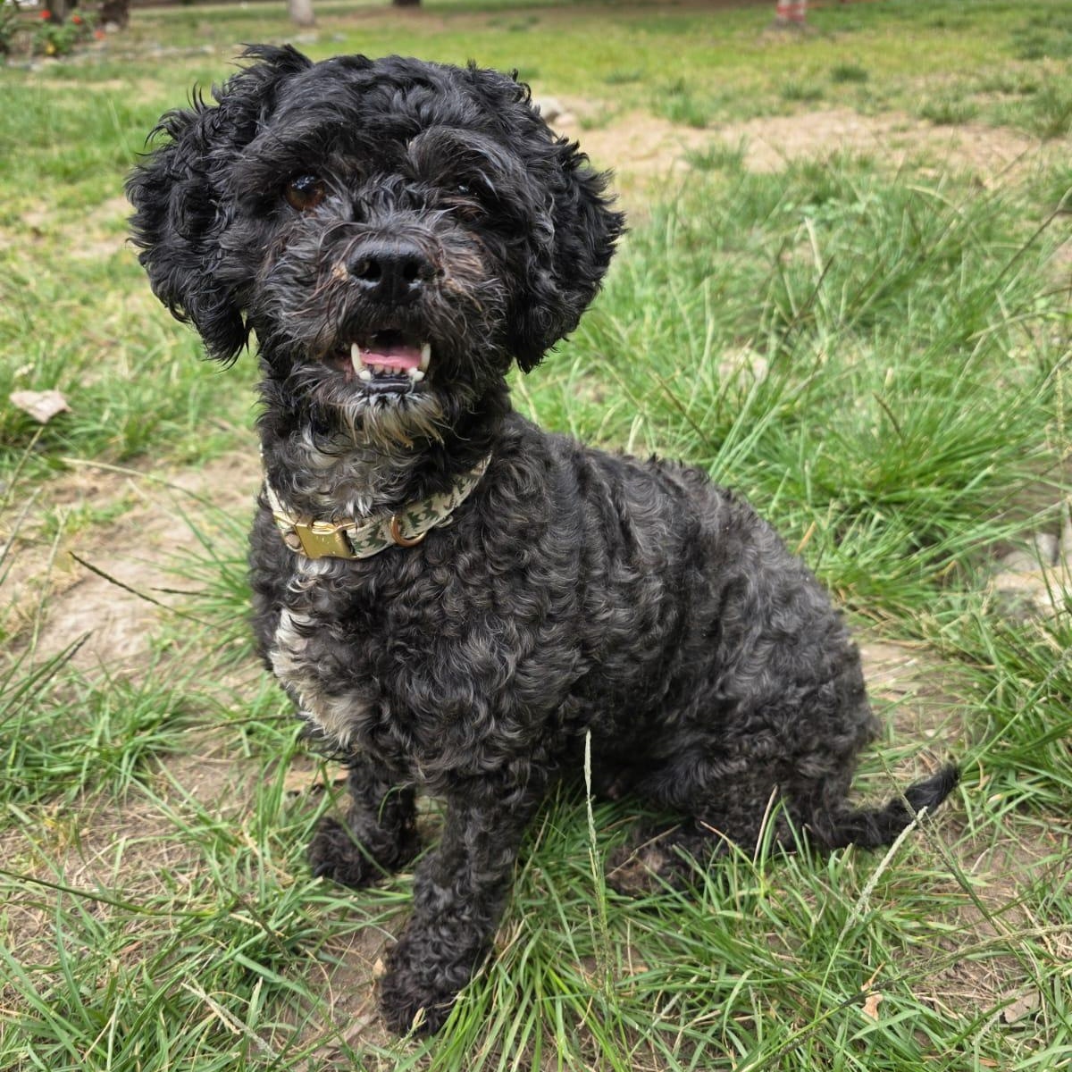 Enlarge Mochi, a Adopted Shih poo in Tijuana, BCN image 1/6