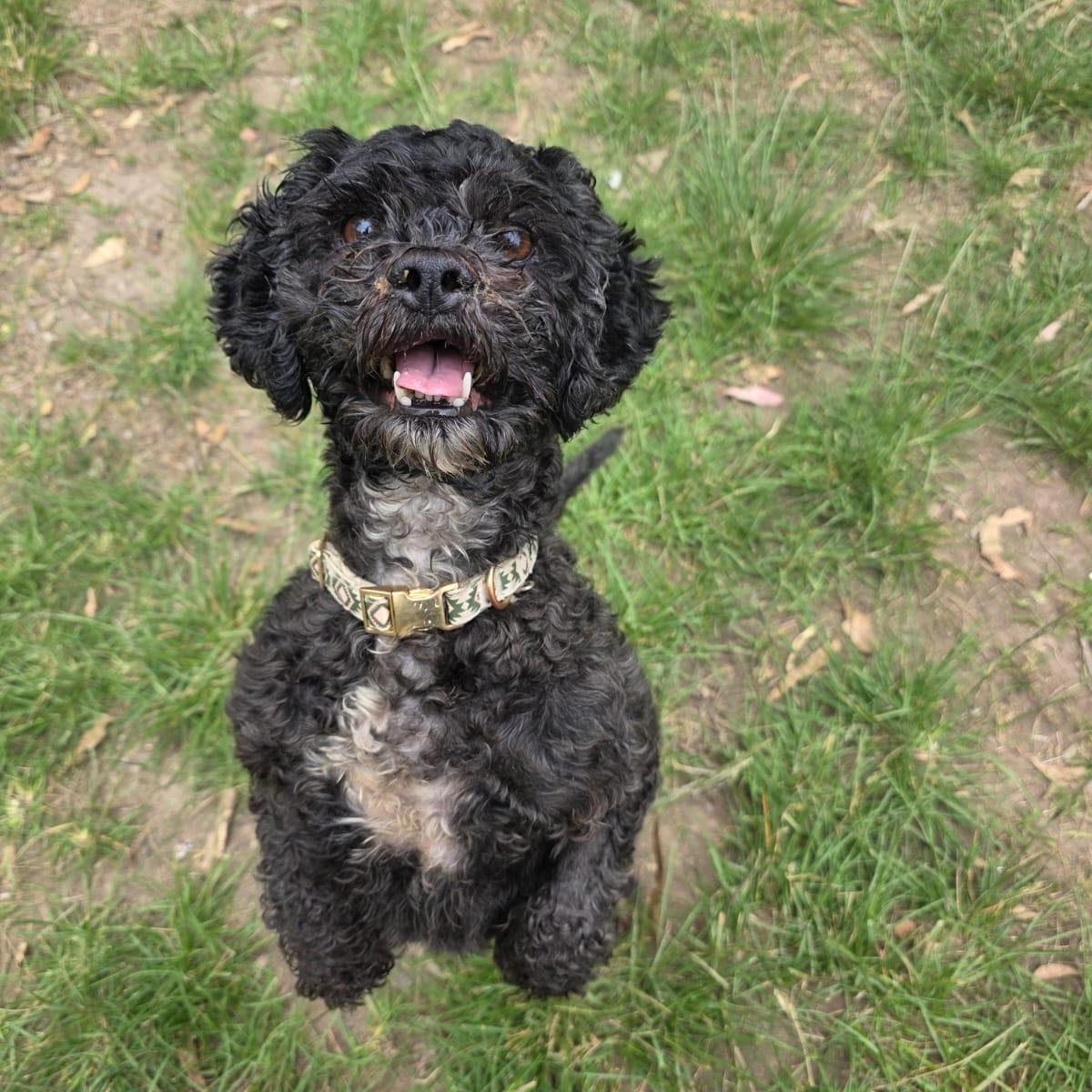 Enlarge Mochi, a Adopted Shih poo in Tijuana, BCN image 5/6
