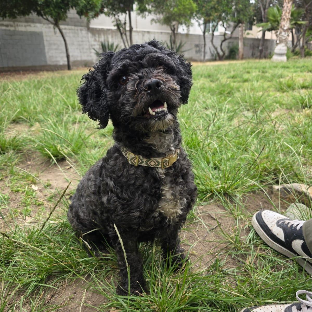 Enlarge Mochi, a Adopted Shih poo in Tijuana, BCN image 4/6