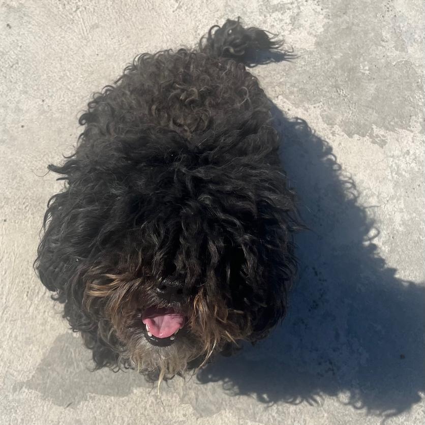 Enlarge Mochi, a Adopted Shih poo in Tijuana, BCN image 6/6