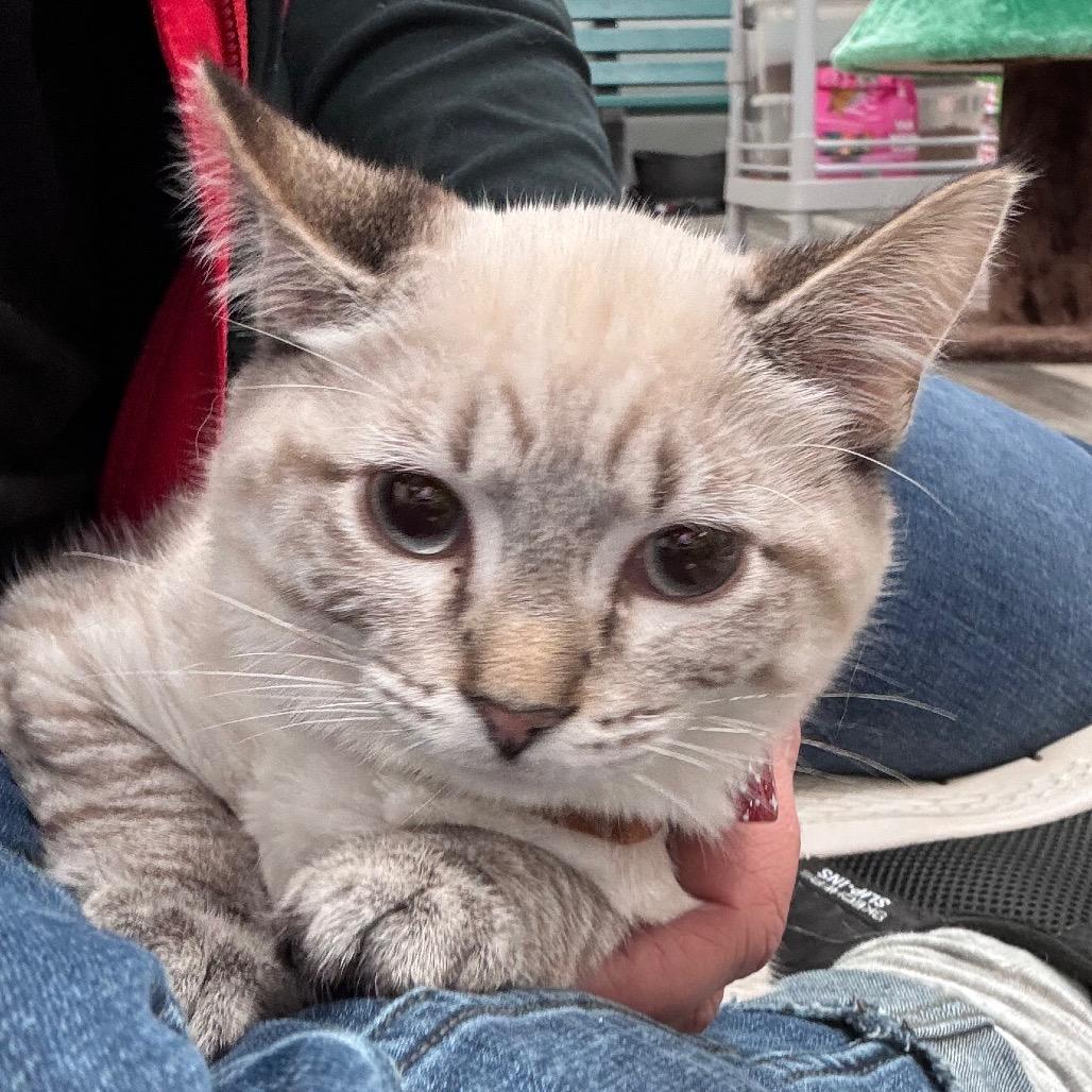 Ricco, Adoptable, Adult Male Ragdoll & Domestic Short Hair.