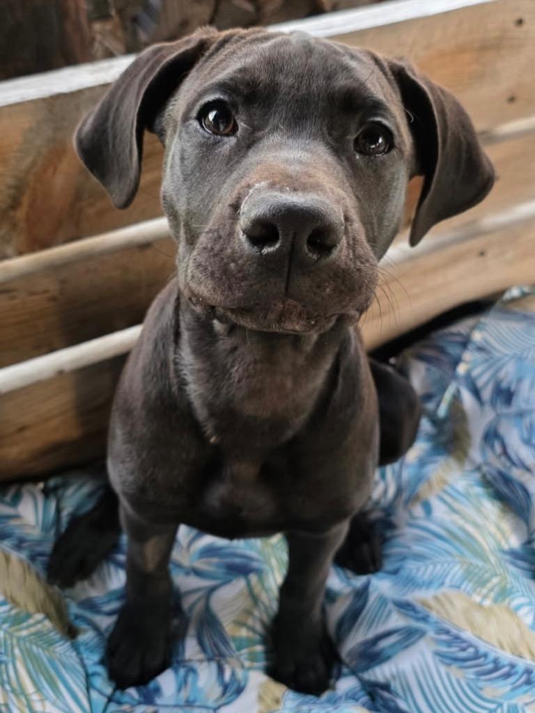 Vinyl, Adoptable, Young Male Mixed Breed.