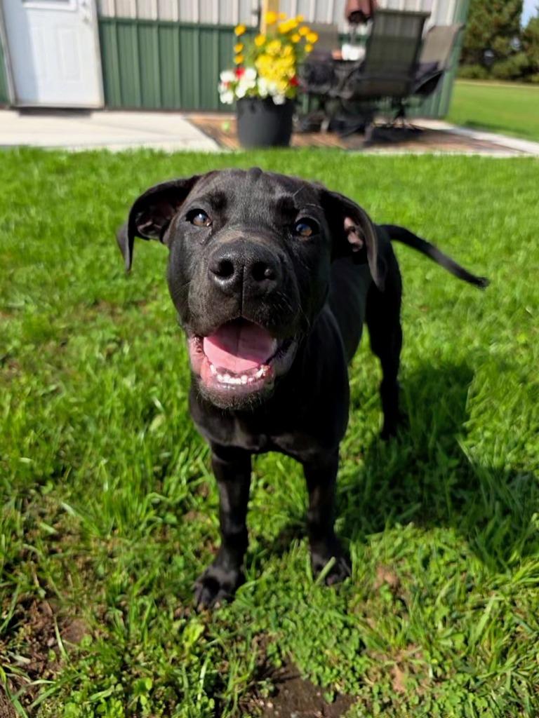 Enlarge Vinyl, a Adoptable Mixed Breed in Spooner, WI image 1/2
